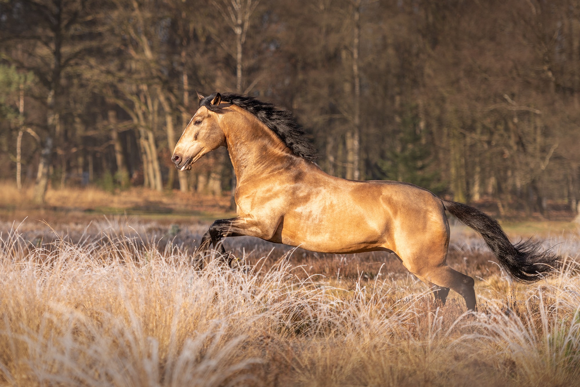 Gallito running free