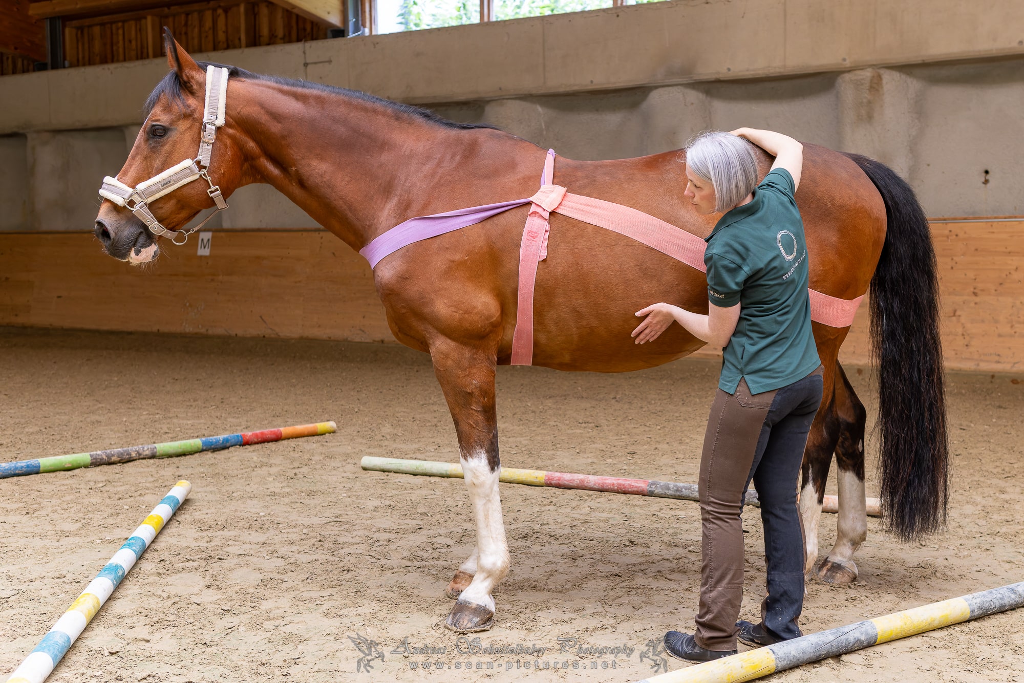 Close-up of lush, dark green leaves, some glossy and wet, against a muted background.