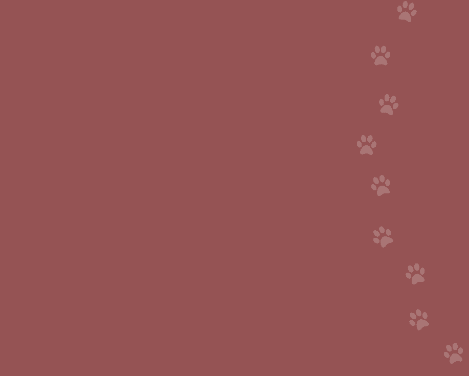 konsultacje behawioralne dla kota