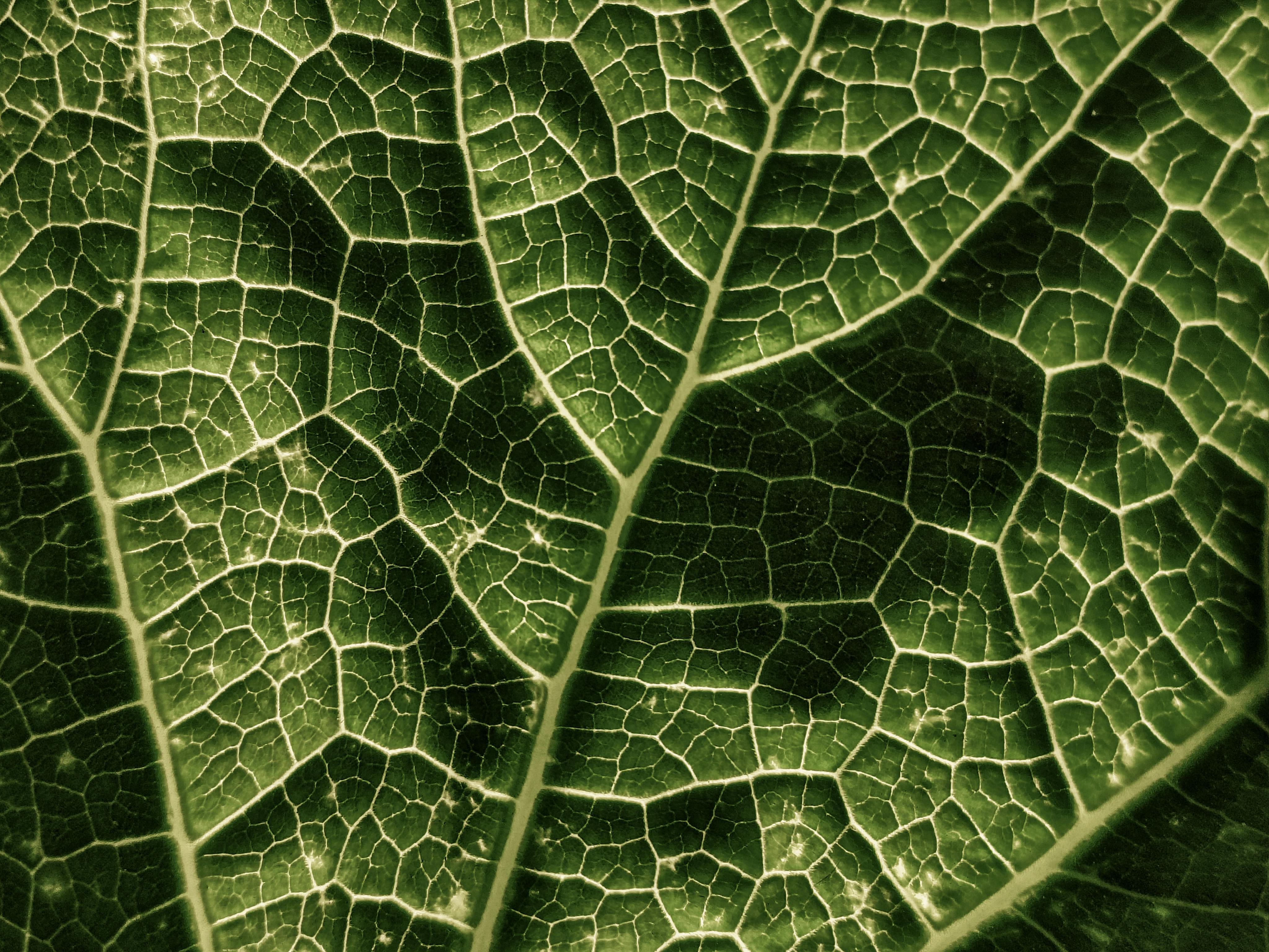 Detailed view of a leaf