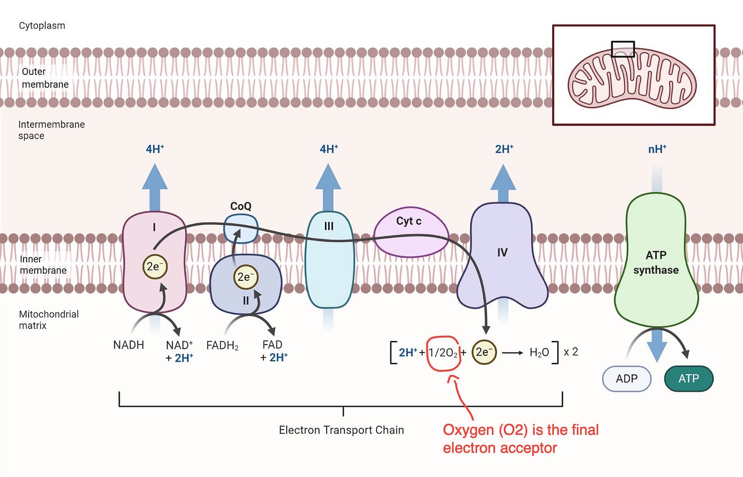 Oxidative Phosphorylation: Enzymes, Factors, Steps