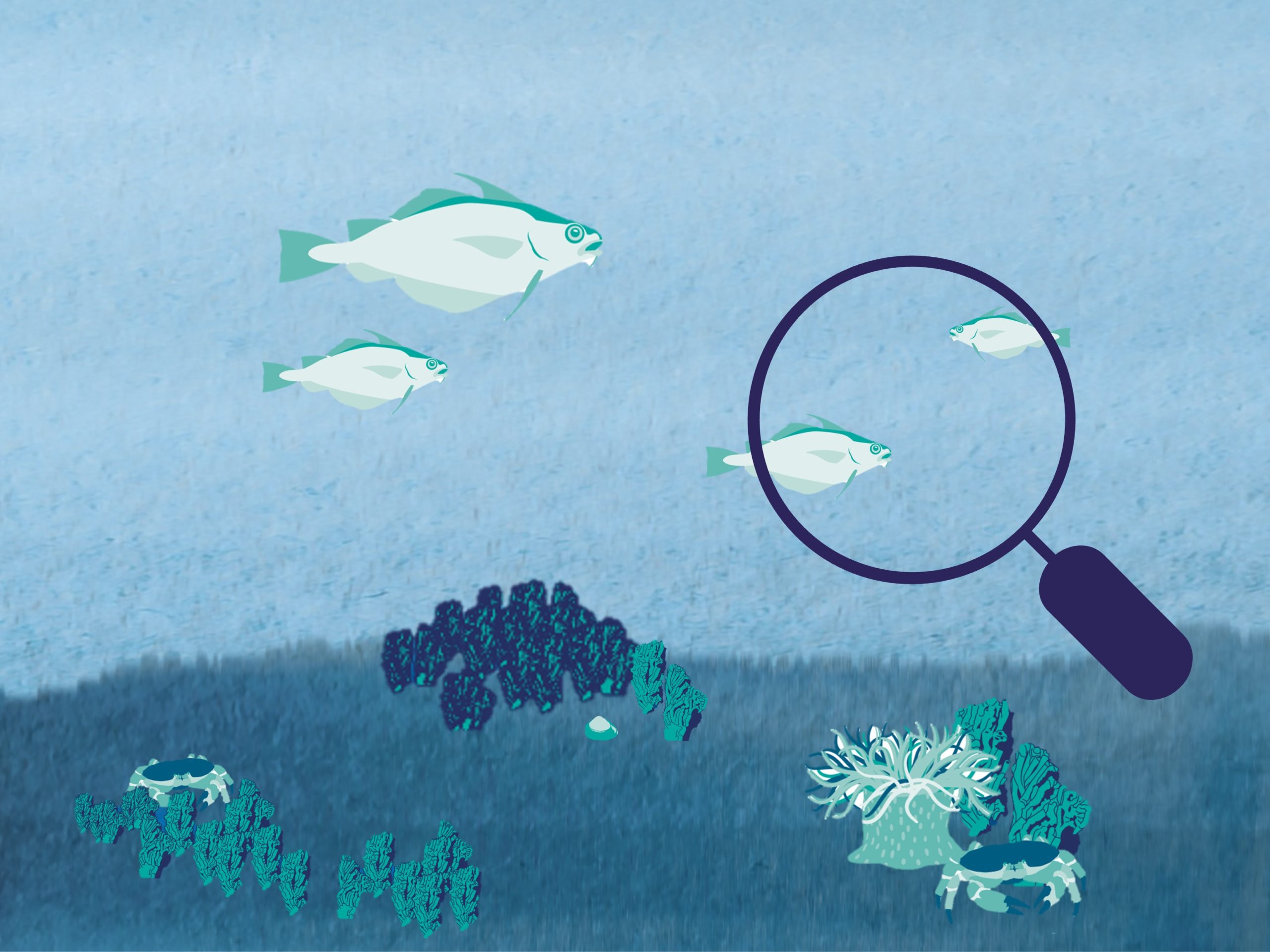 ecowinde_fish illustration with magifying glass focusing on fish
