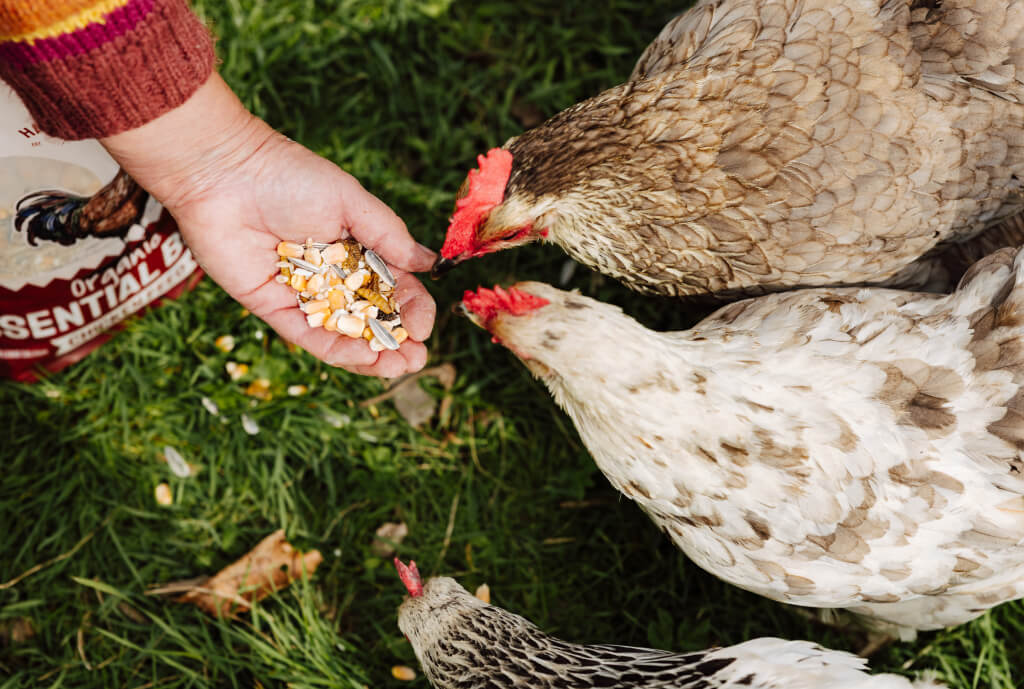 Hatortempt new launch chicken hen feed mealworms healthy grubs and grits essential blend strong eggs