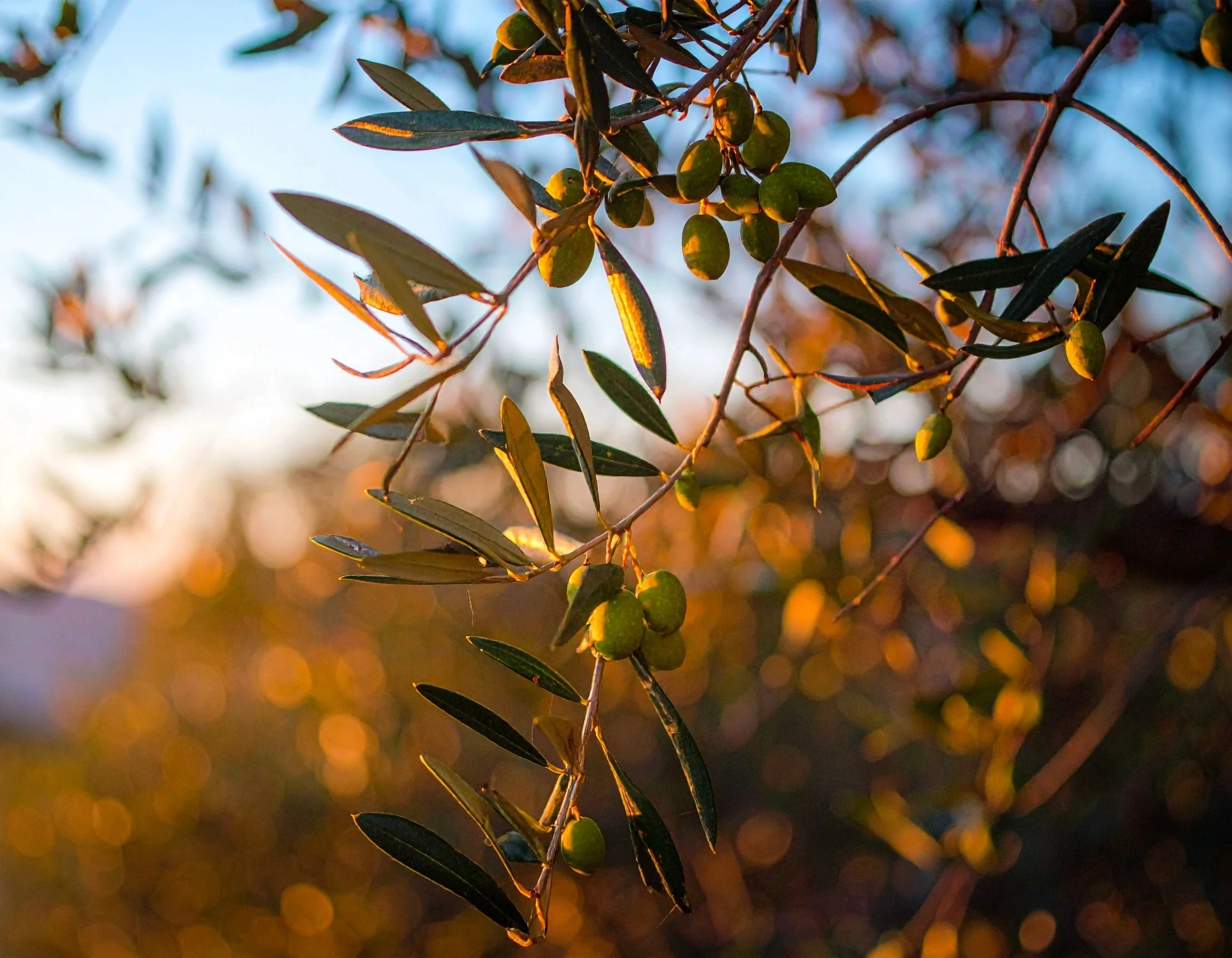 Olives hanging in olive tree with scenery background at sunrise