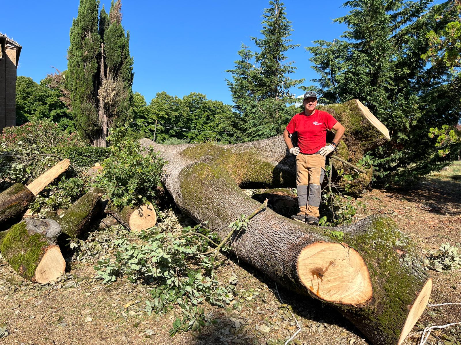 Castagno abbattuto a Bracciano