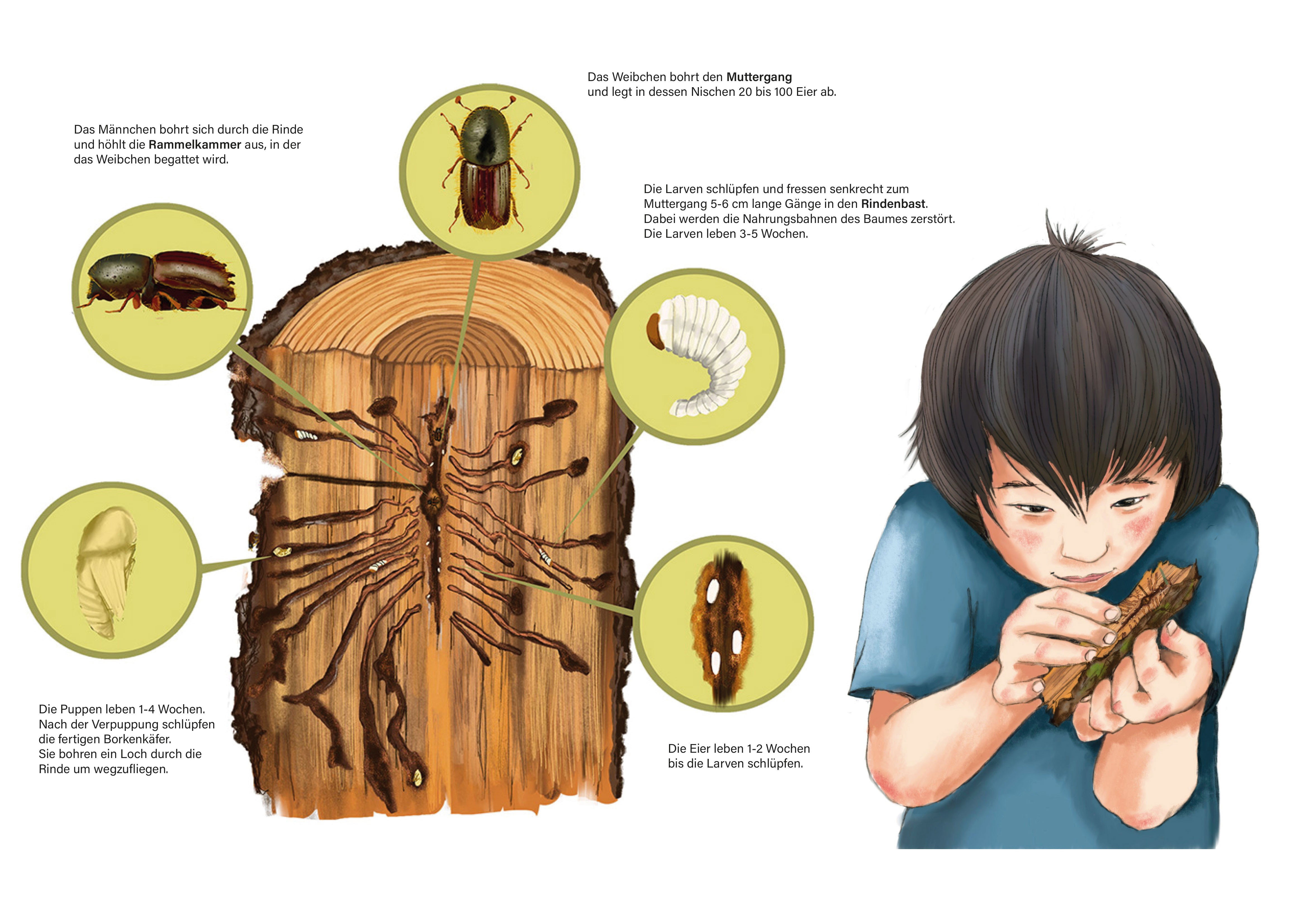 Ein Querschnitt durch einen Baumstamm. Zu sehen ist der Lebenszyklus des Borkenkäfers. Ein Junge untersucht ein Stück Rinde