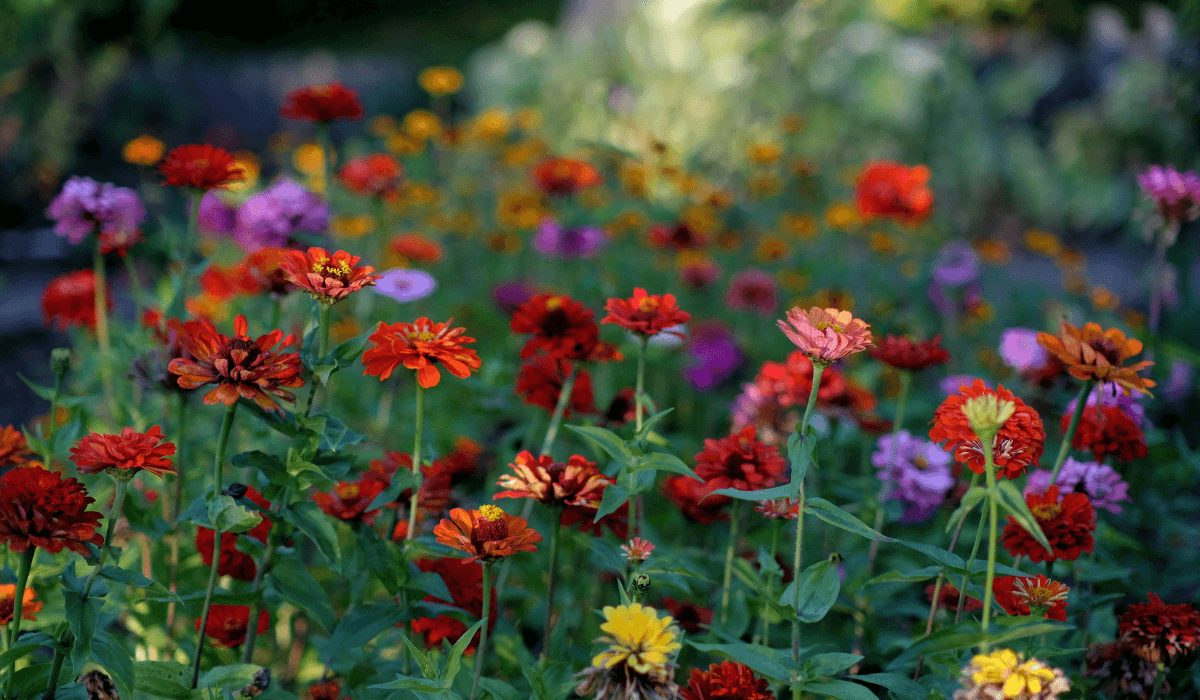 Beautiful pink flowers in the sunshine