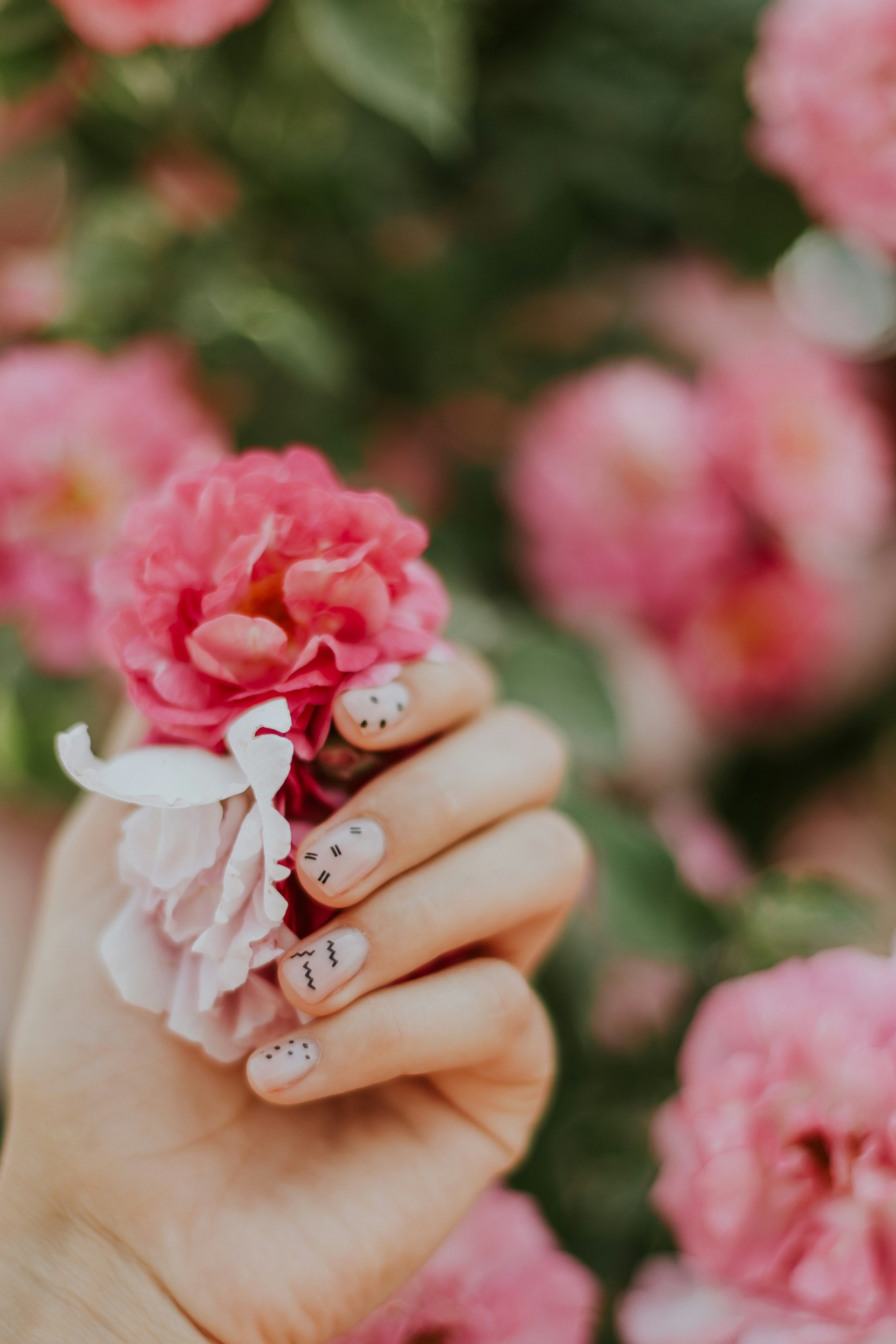 holding rose