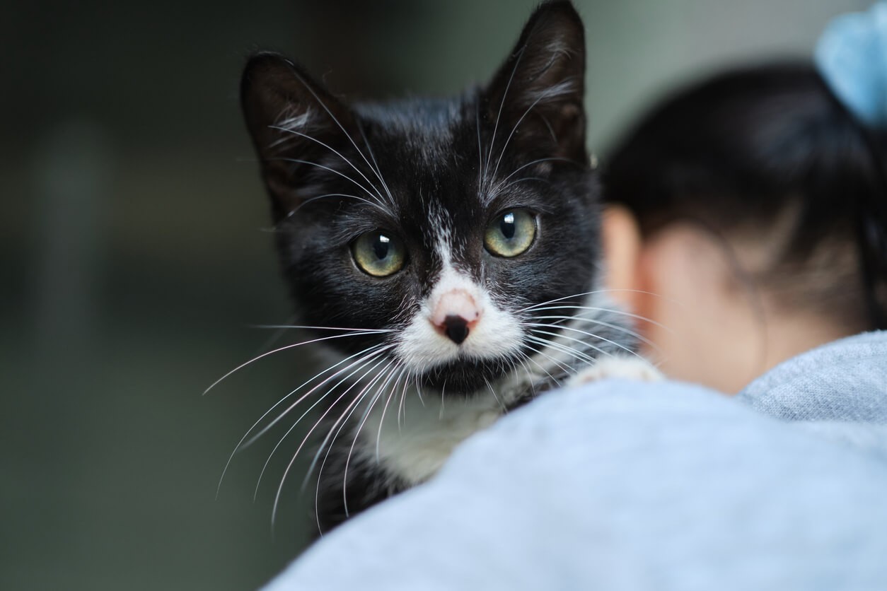 black and white cat on a woman's shoulder