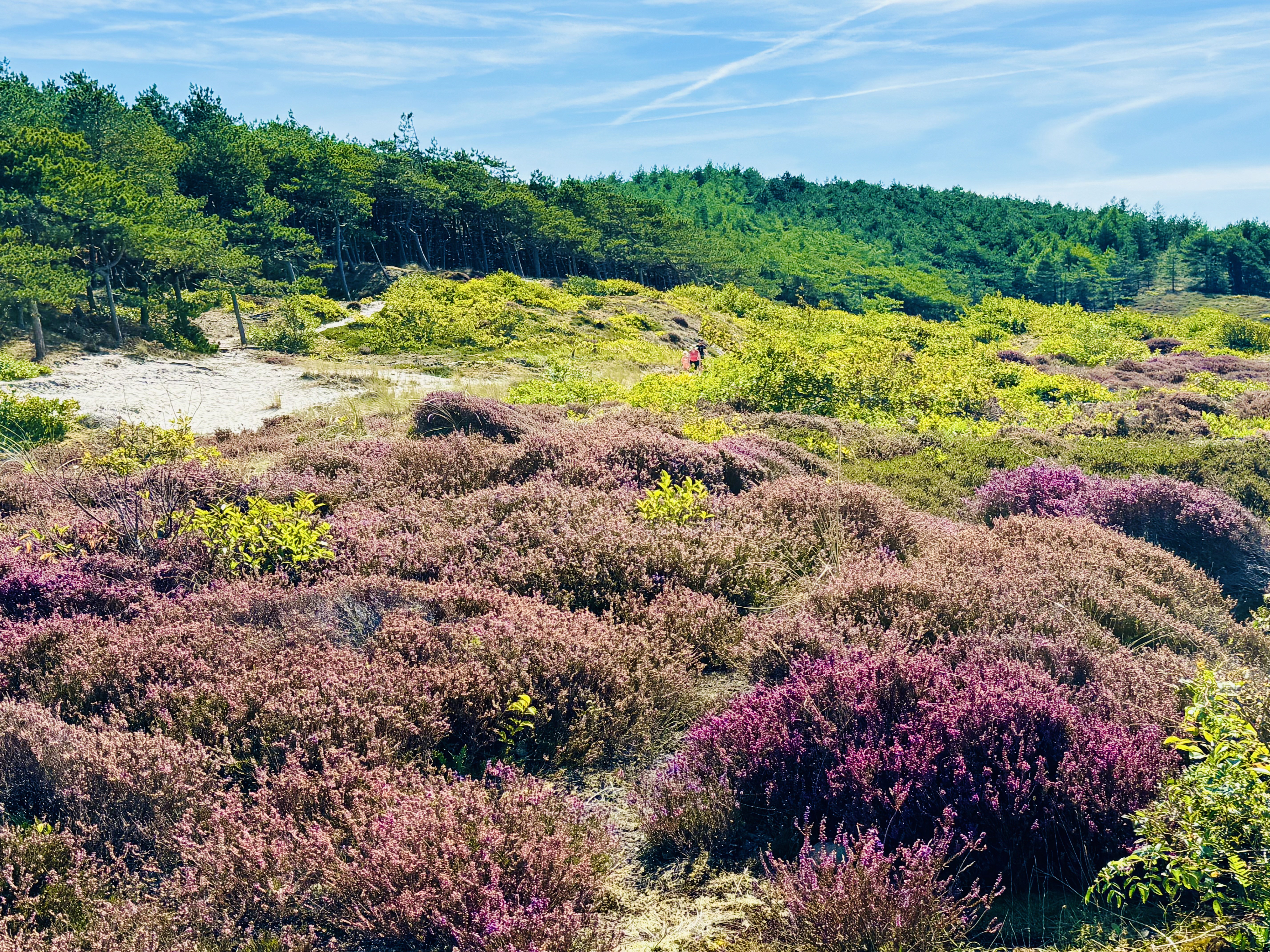 Dunes of North Holland in Winter
