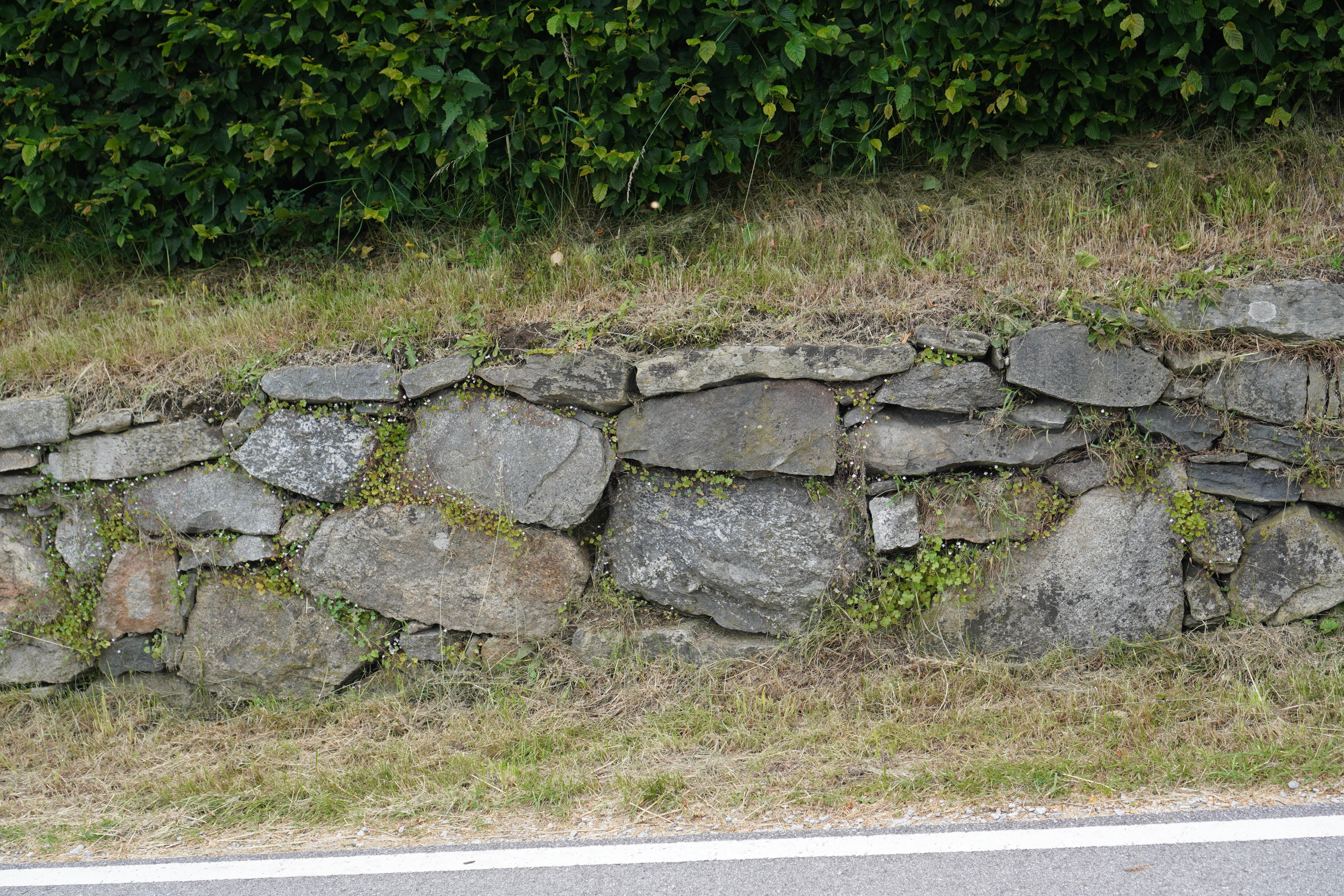 Profilbild Futtermauer