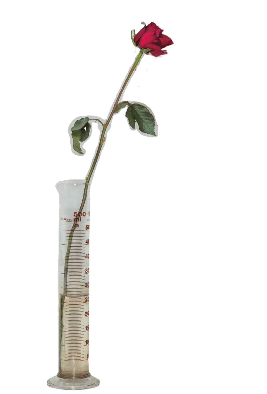 试管里的红玫瑰