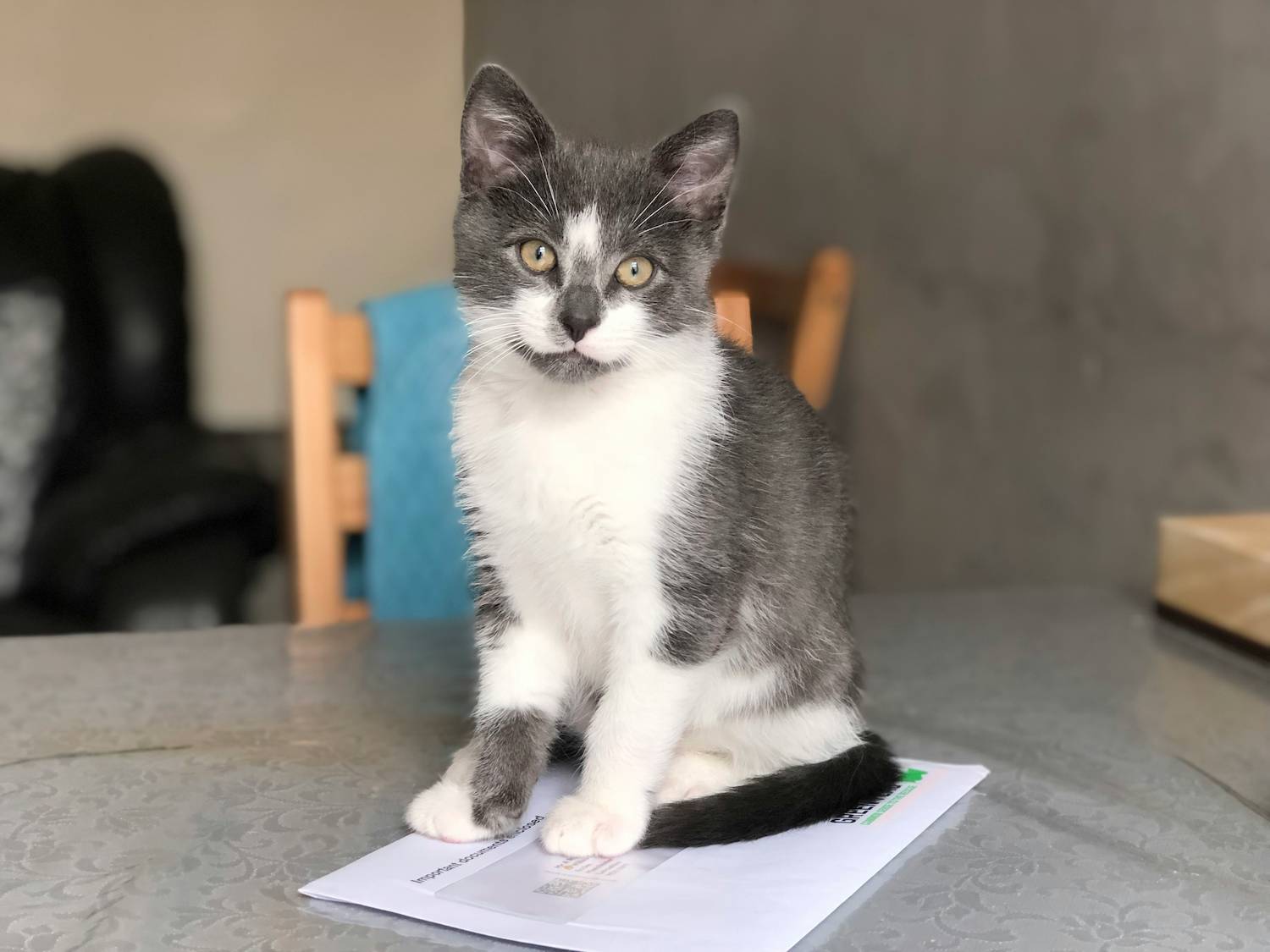 A cat sitting atop an important document