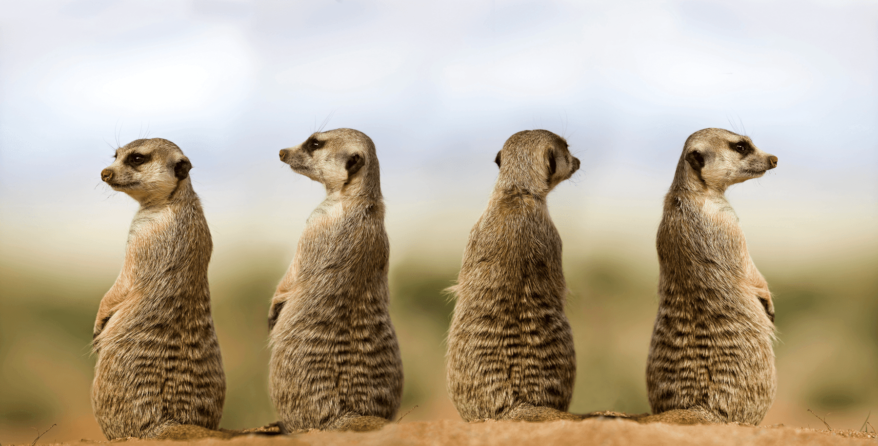 Meerkats in savanna