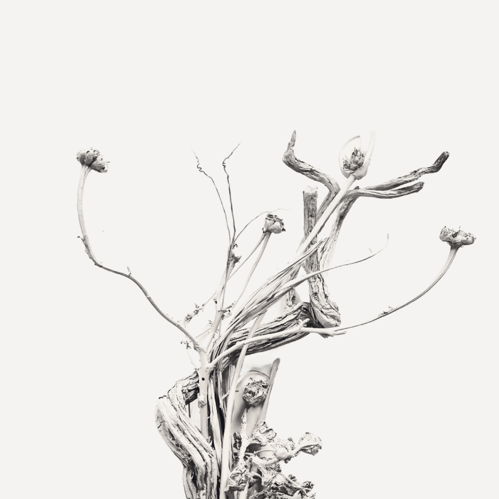 Monochrome floral arrangement by Nabibsk studio