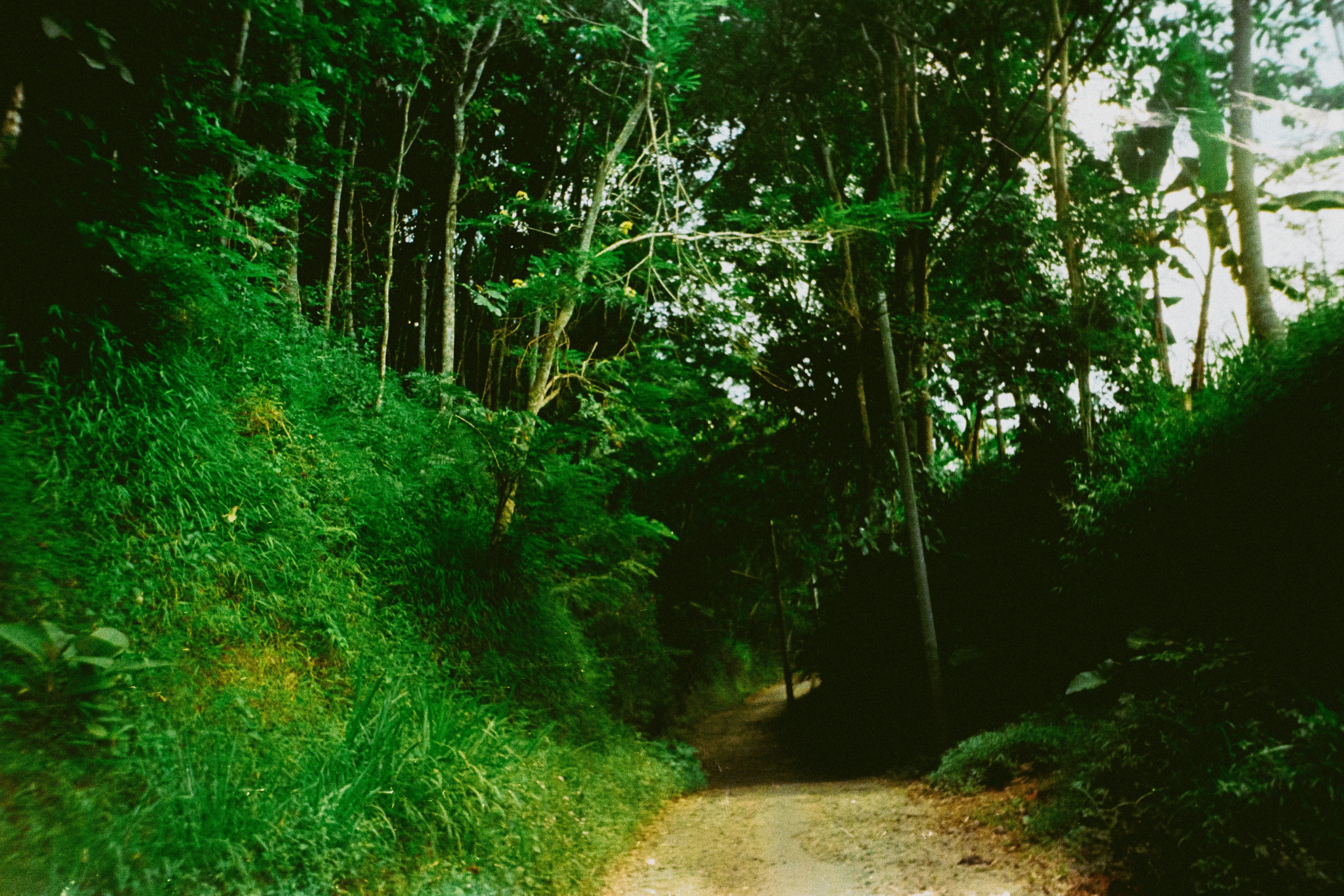 a dirt road surrounded by lush green trees