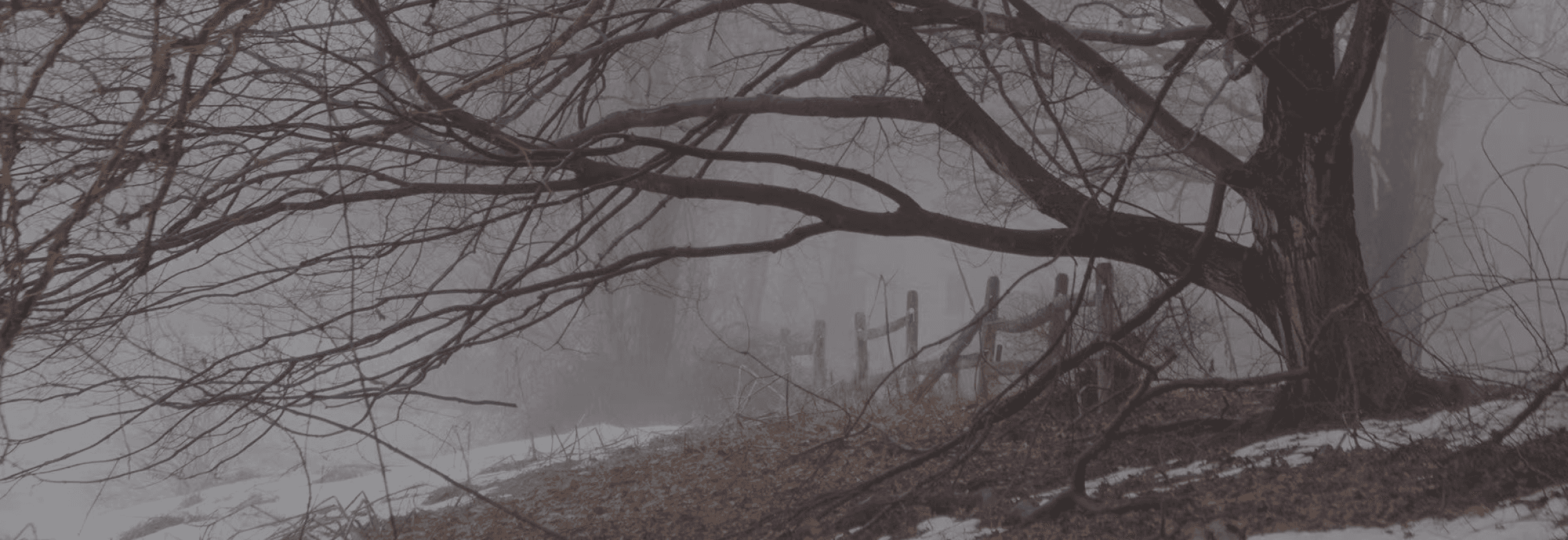 snow covered tree during daytime