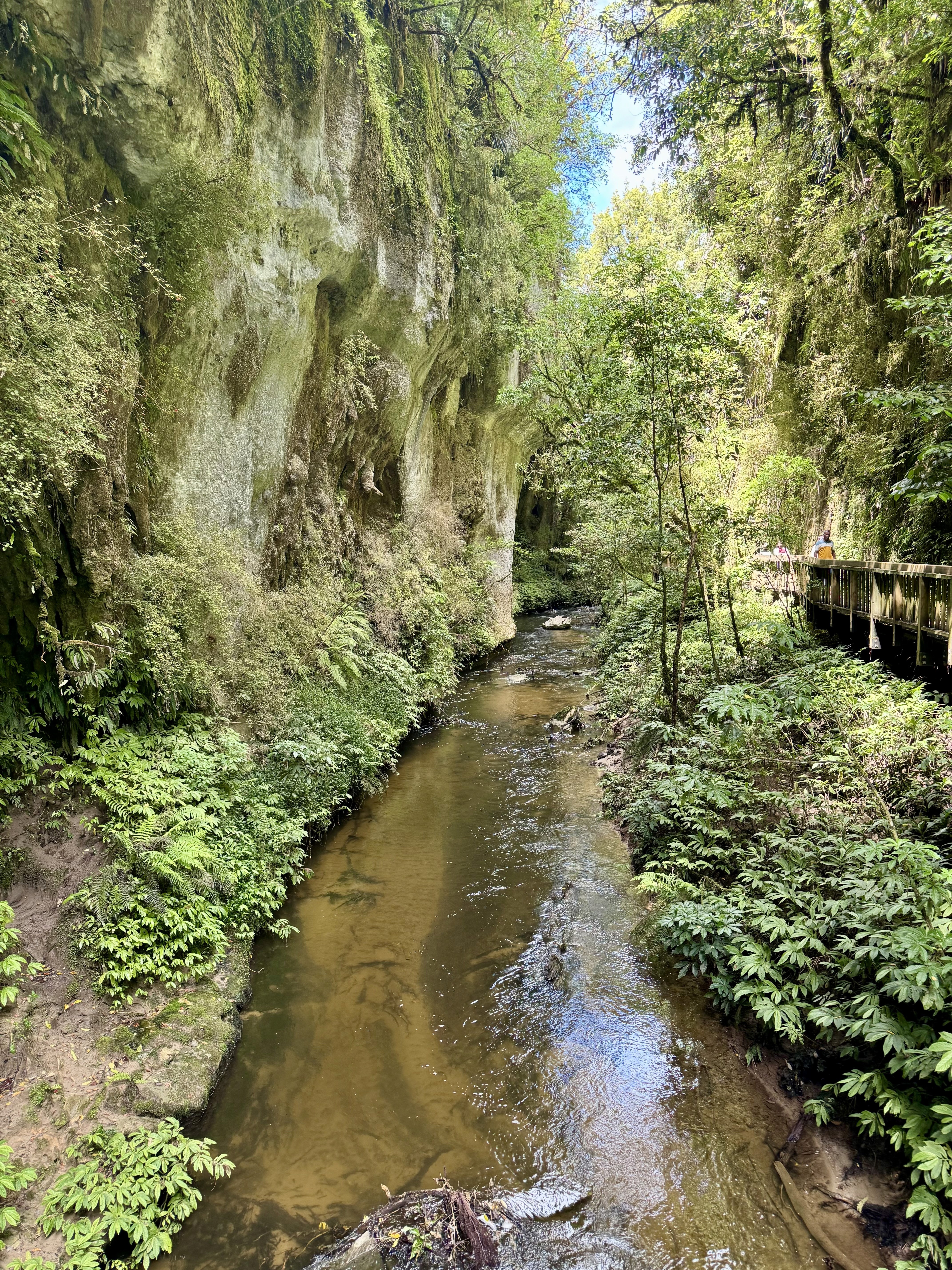 The Mangapohue Stream and the steep limestone gorge at the Mangapohue Natural Bridge Boardwalk