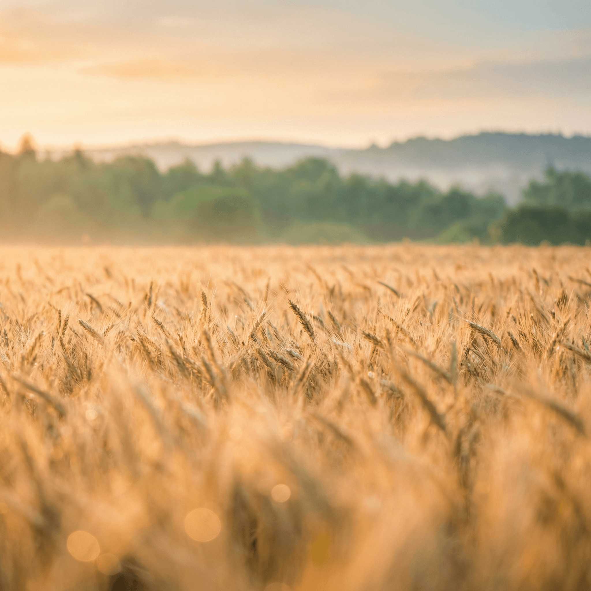 Vaste champ de blé doré ondulant doucement sous le soleil, symbolisant l'abondance et la vitalité.
