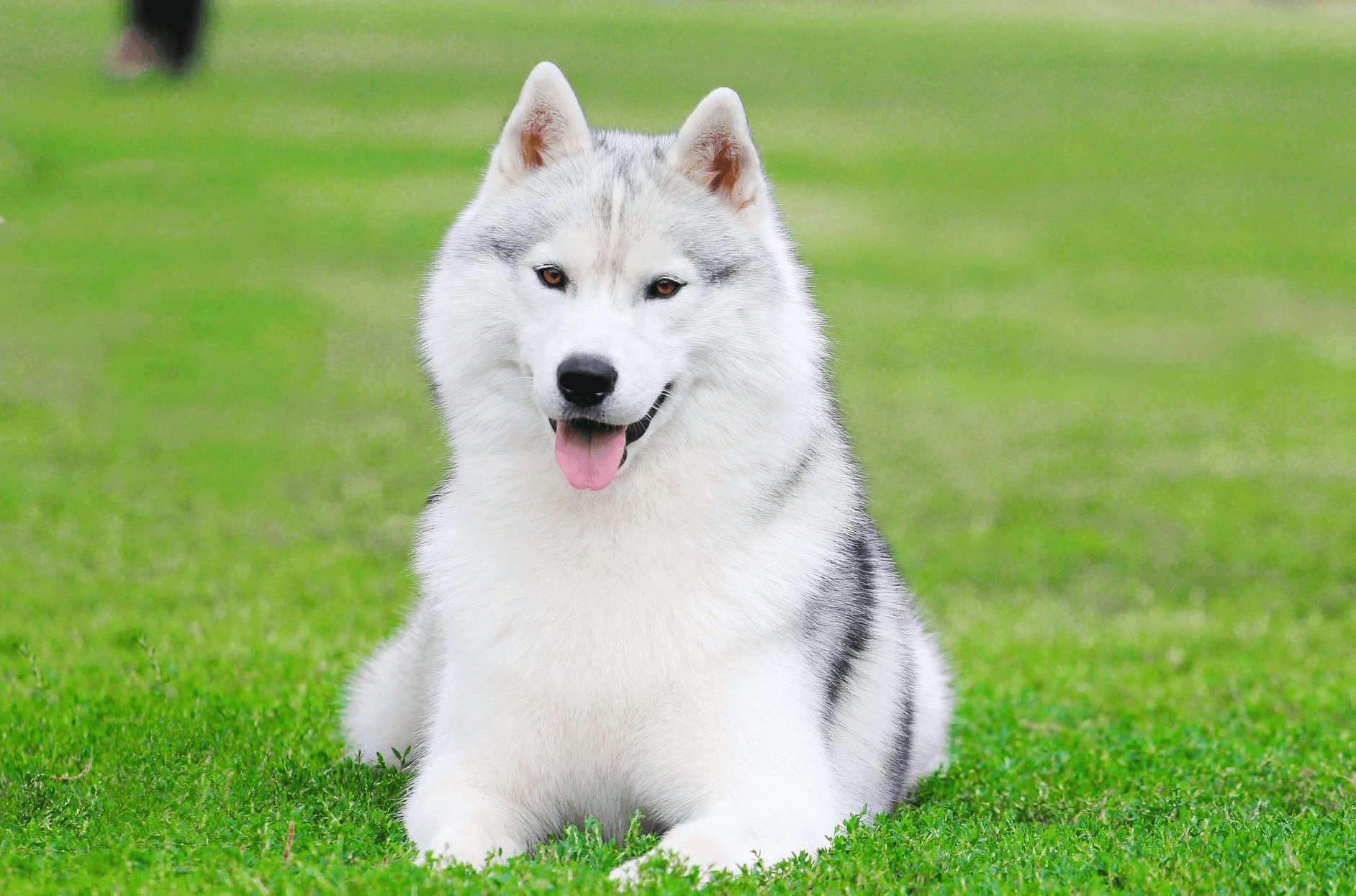 Siberian Husky: The Friendly Wolf-Like Dog Breed