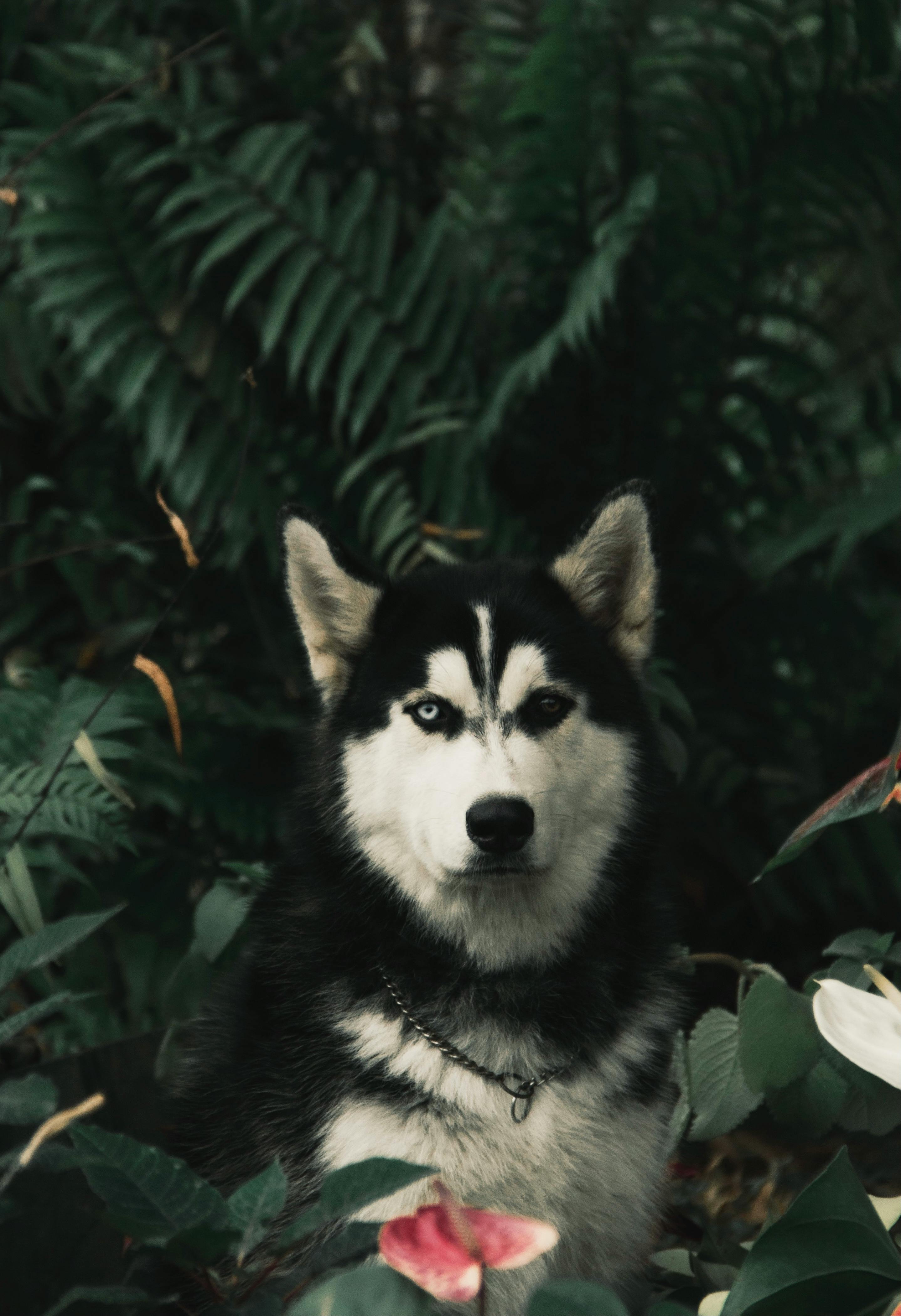 Black and white Siberian Husky with piercing eyes, sitting among lush green foliage