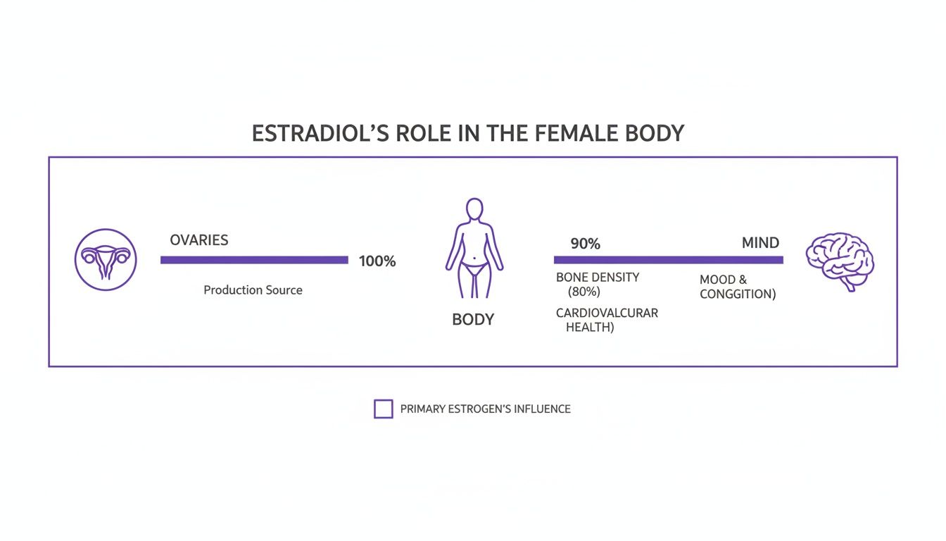 Diagram illustrating estradiol's role in the female body, showing ovarian production and influence on various functions.