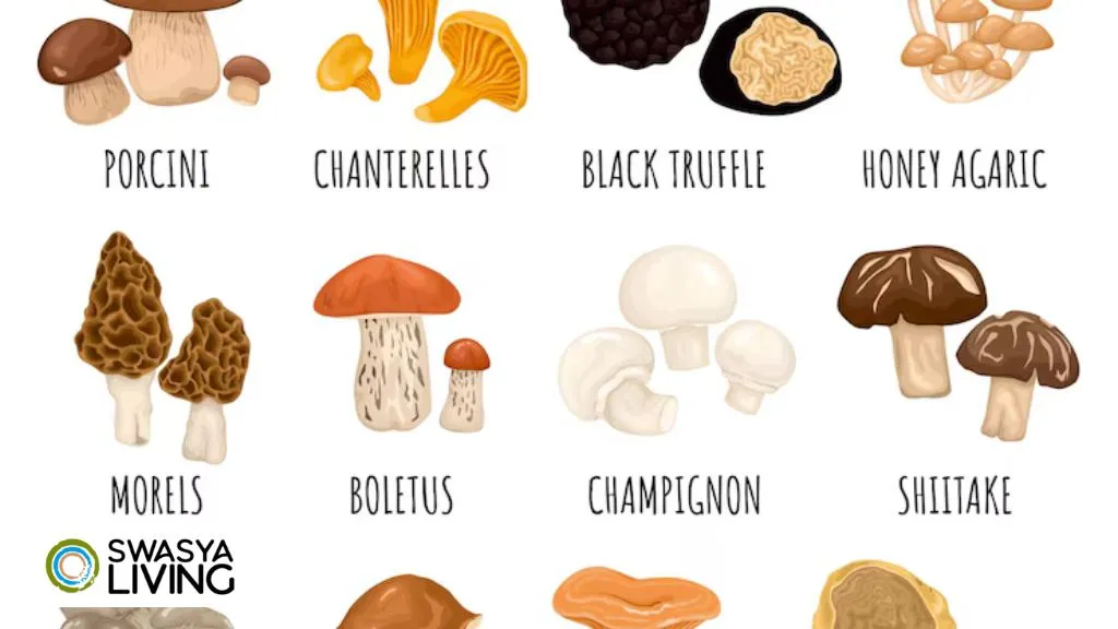 Guide to 15 Types of Mushrooms