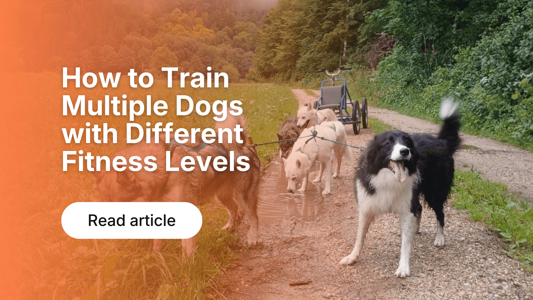 Dog Activity Tracking: Why Data Improves Health & Fitness