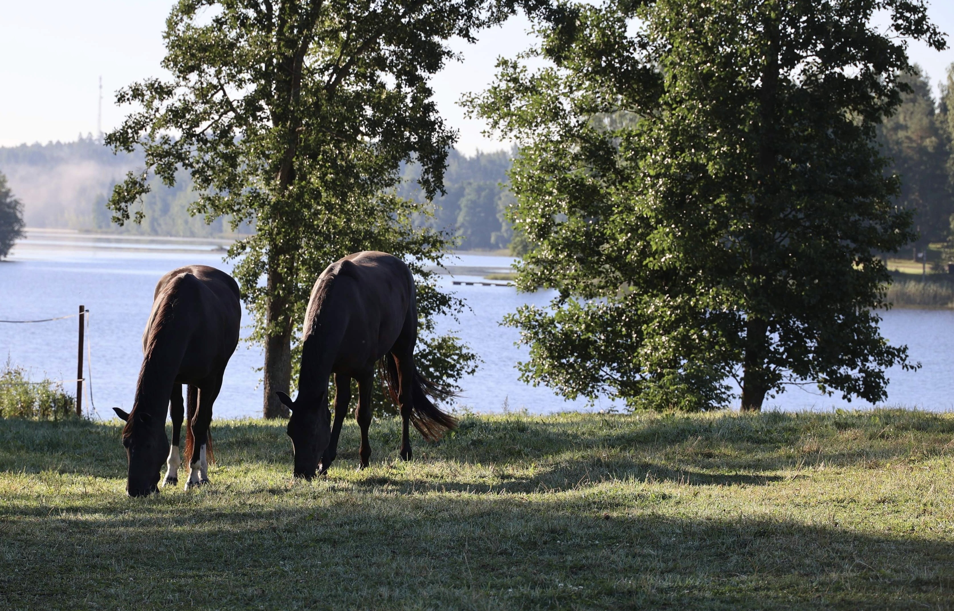 Two horses in the beautiful field