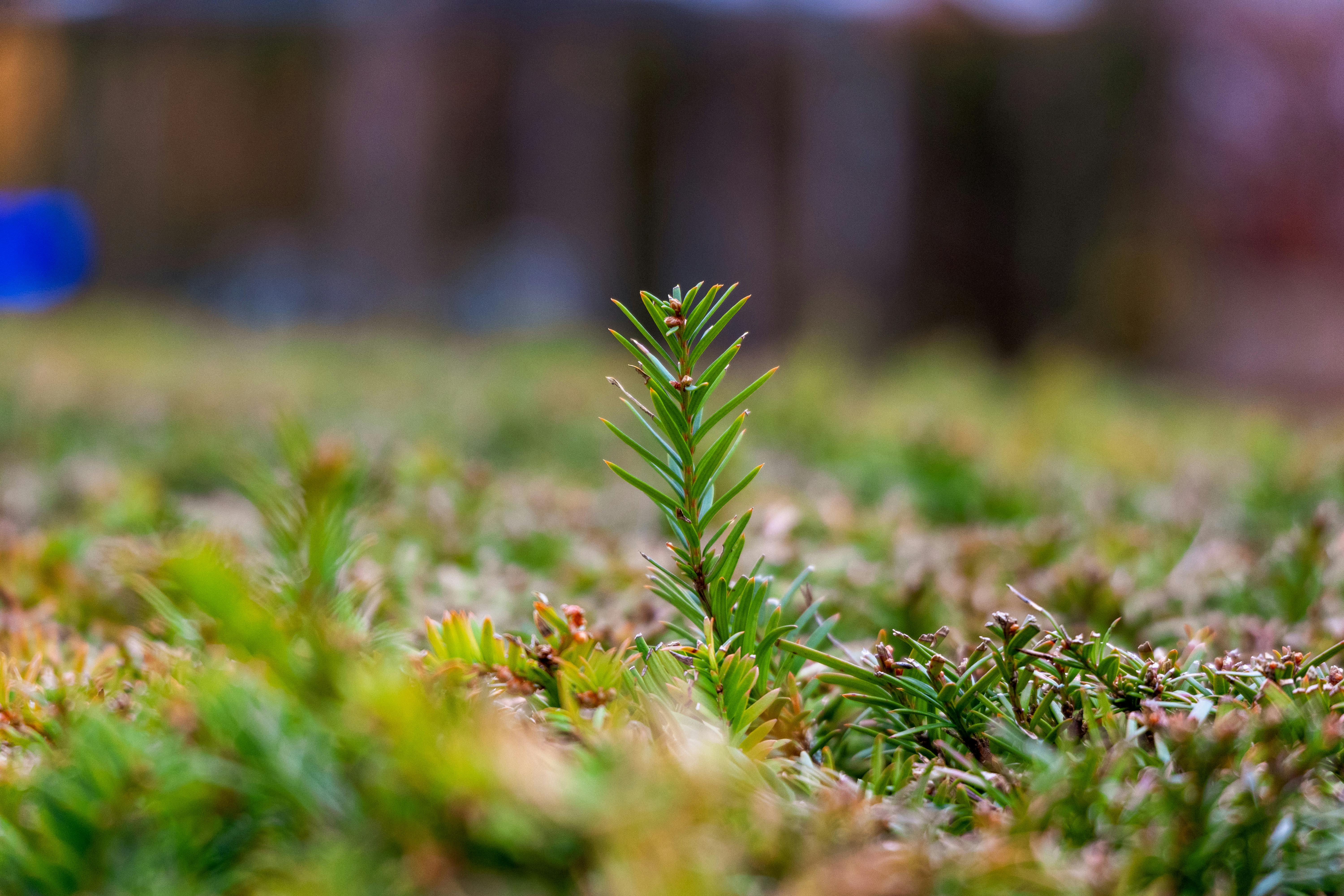 A plant stem rising out of the forest floor and emerging