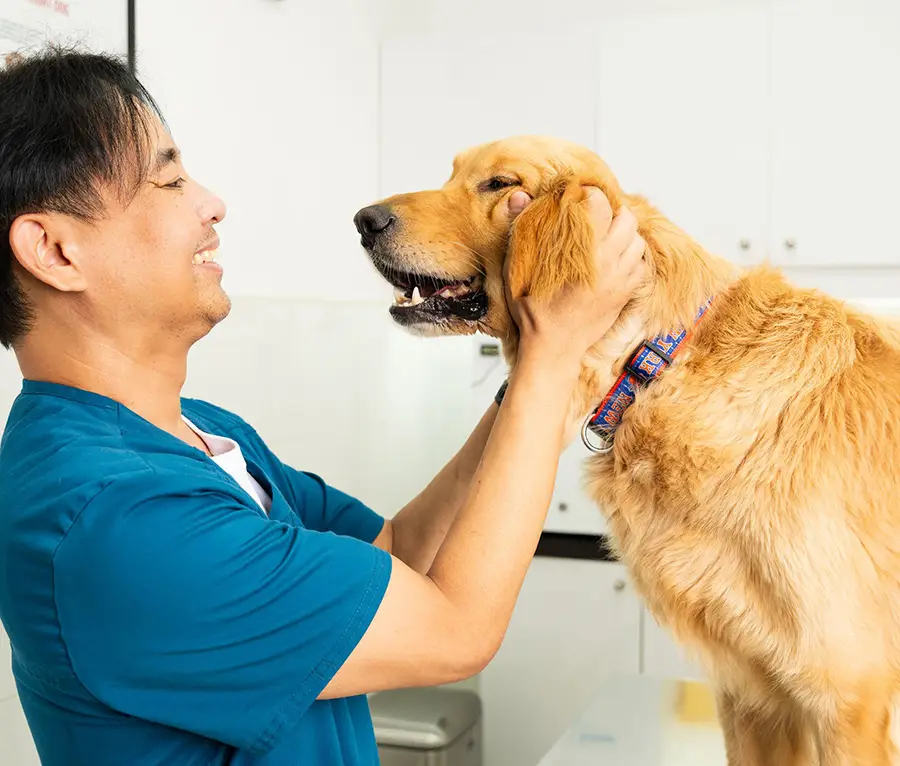 A veterinary surgeon prepares a dog patient for a surgical procedure