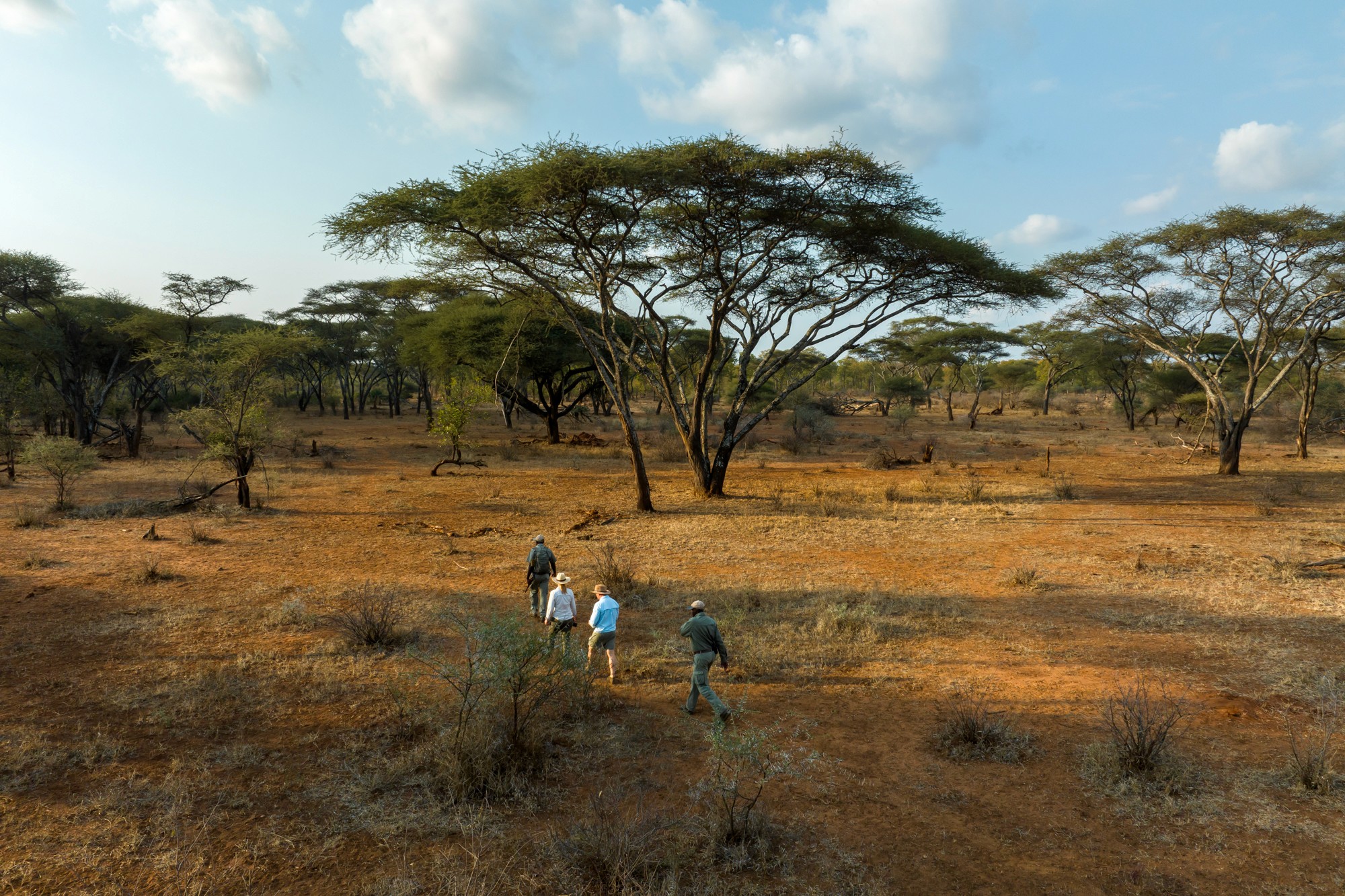 Guests on a guided walking safari beneath acacia trees at Singita Malilangwe, Zimbabwe