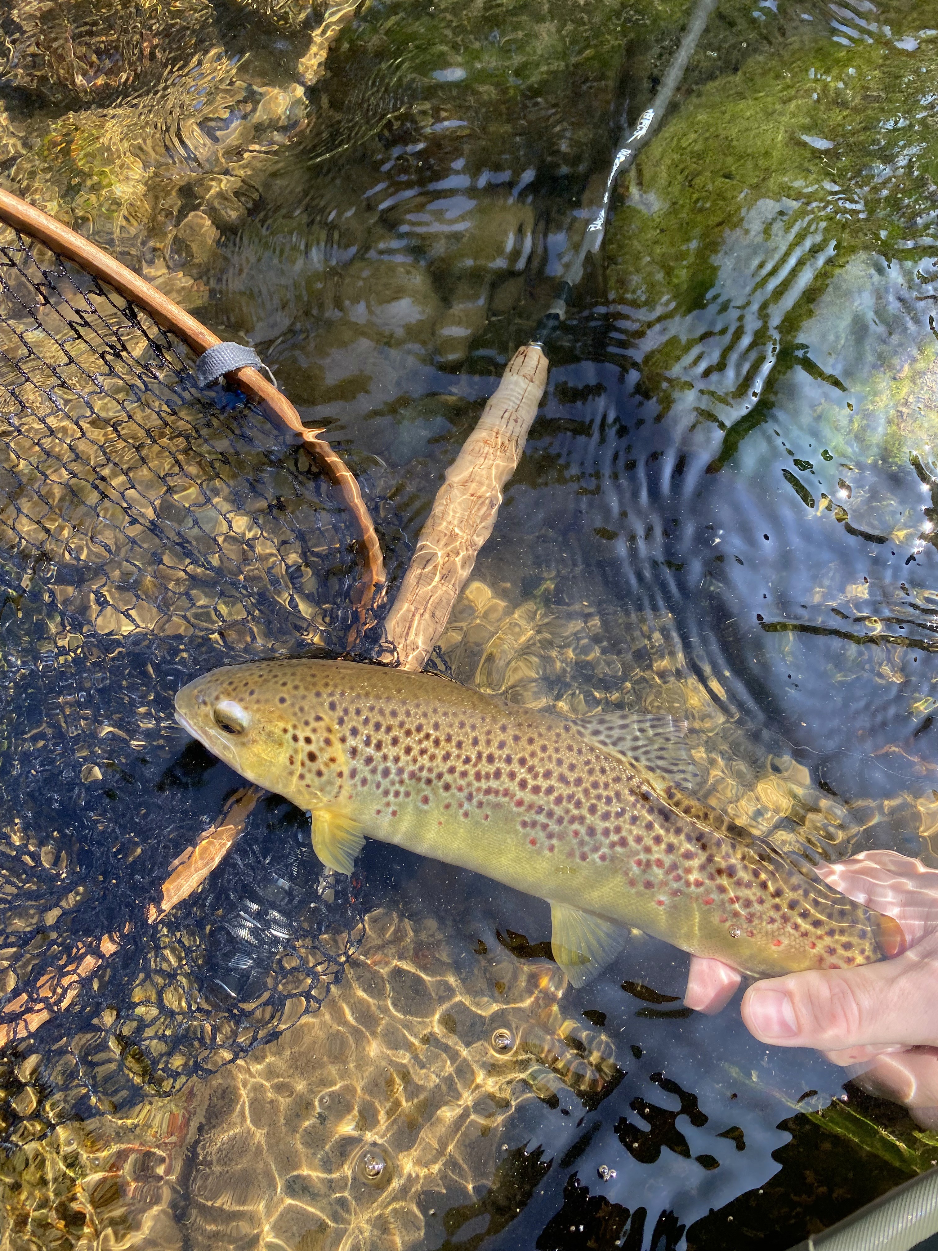 Fly fishing Barcelona countryside: Scenic view of Catalonia's deep valleys and winding rivers, perfect for nymph fishing.
