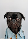 Pug client