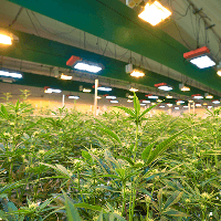 Cannabis plants growing indoors under bright lights. Cannabis cultivation.