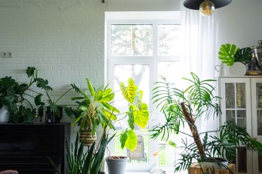 Plants in front of a living room window