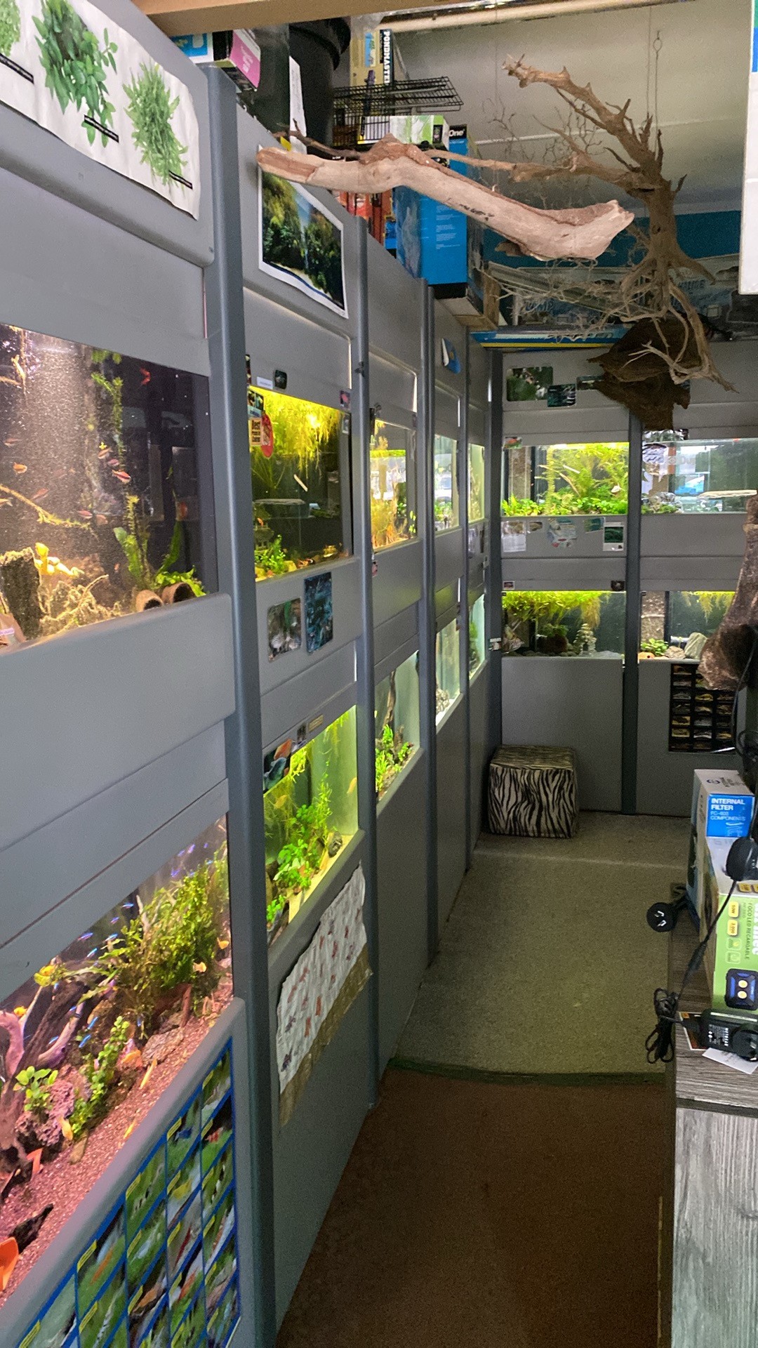An image of some fish tank aquariums complete with fish