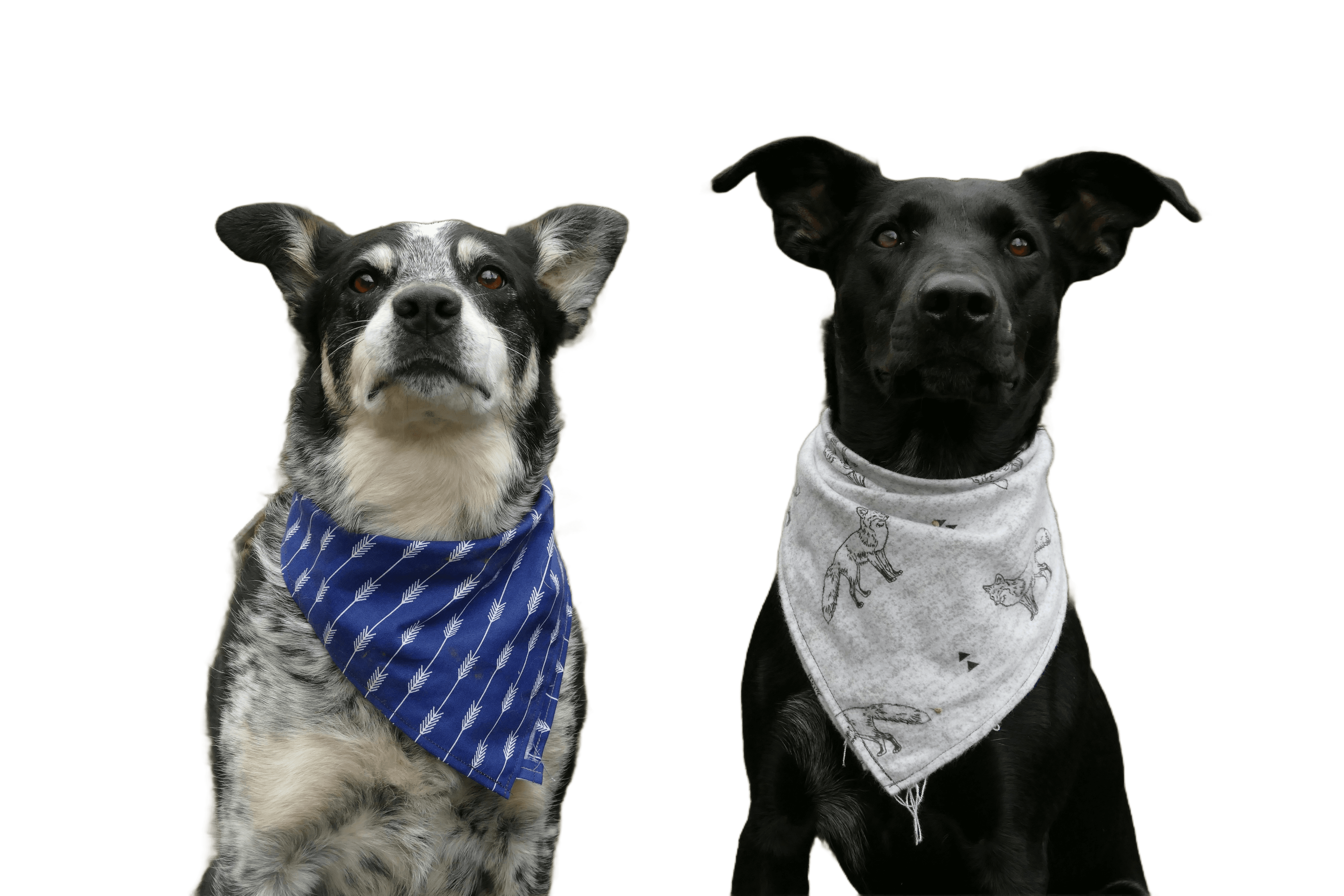 two dogs in blue and white neck scarves