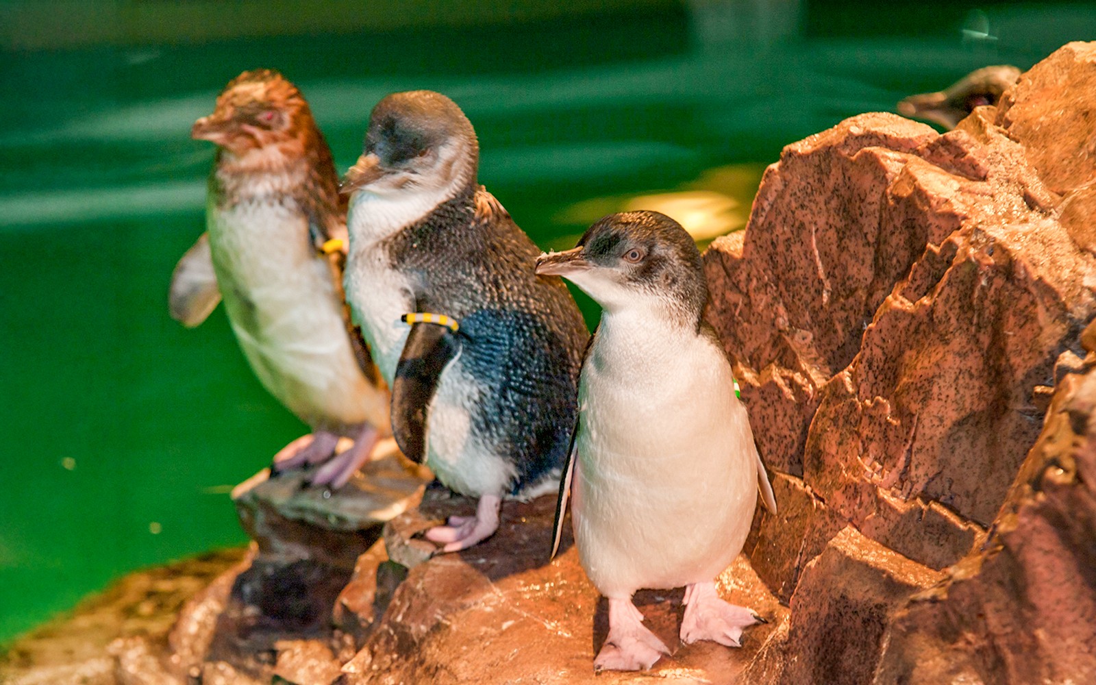 Little penguins standing on rocks inside New England Aquarium.