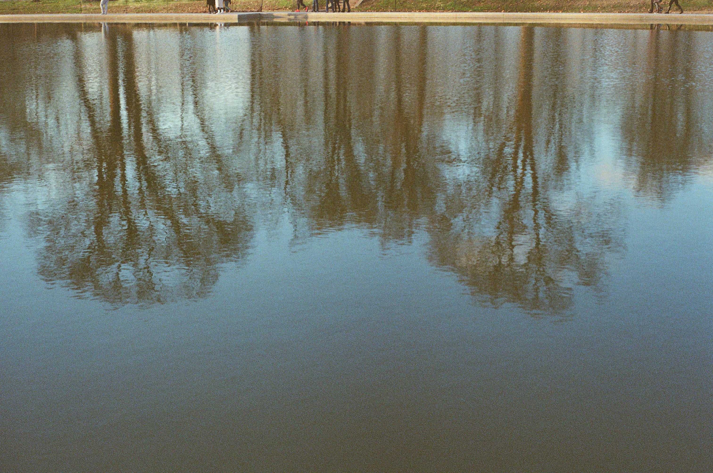 Trees Reflected in Water