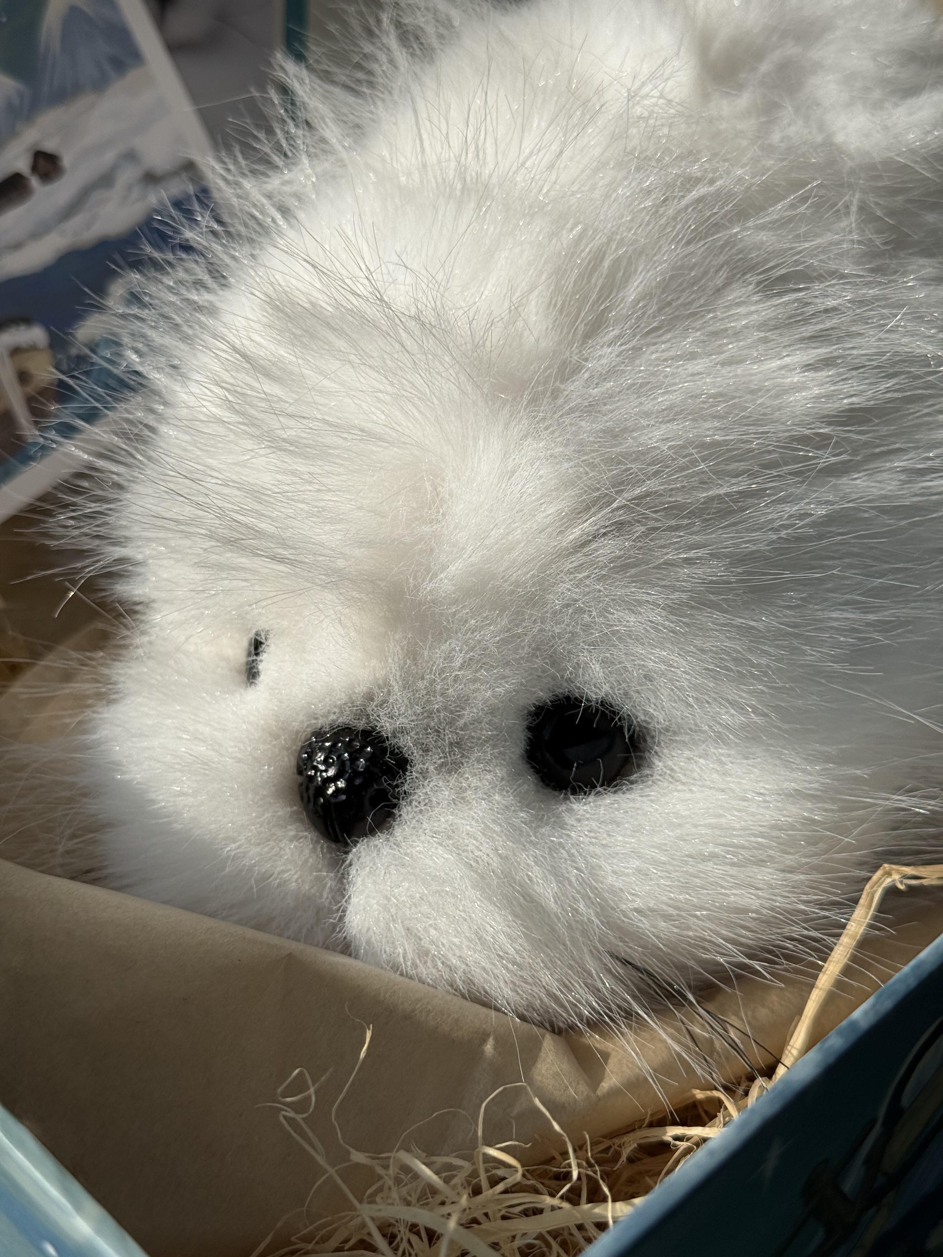 HARP SEAL YOMeeDoll soft sculpture