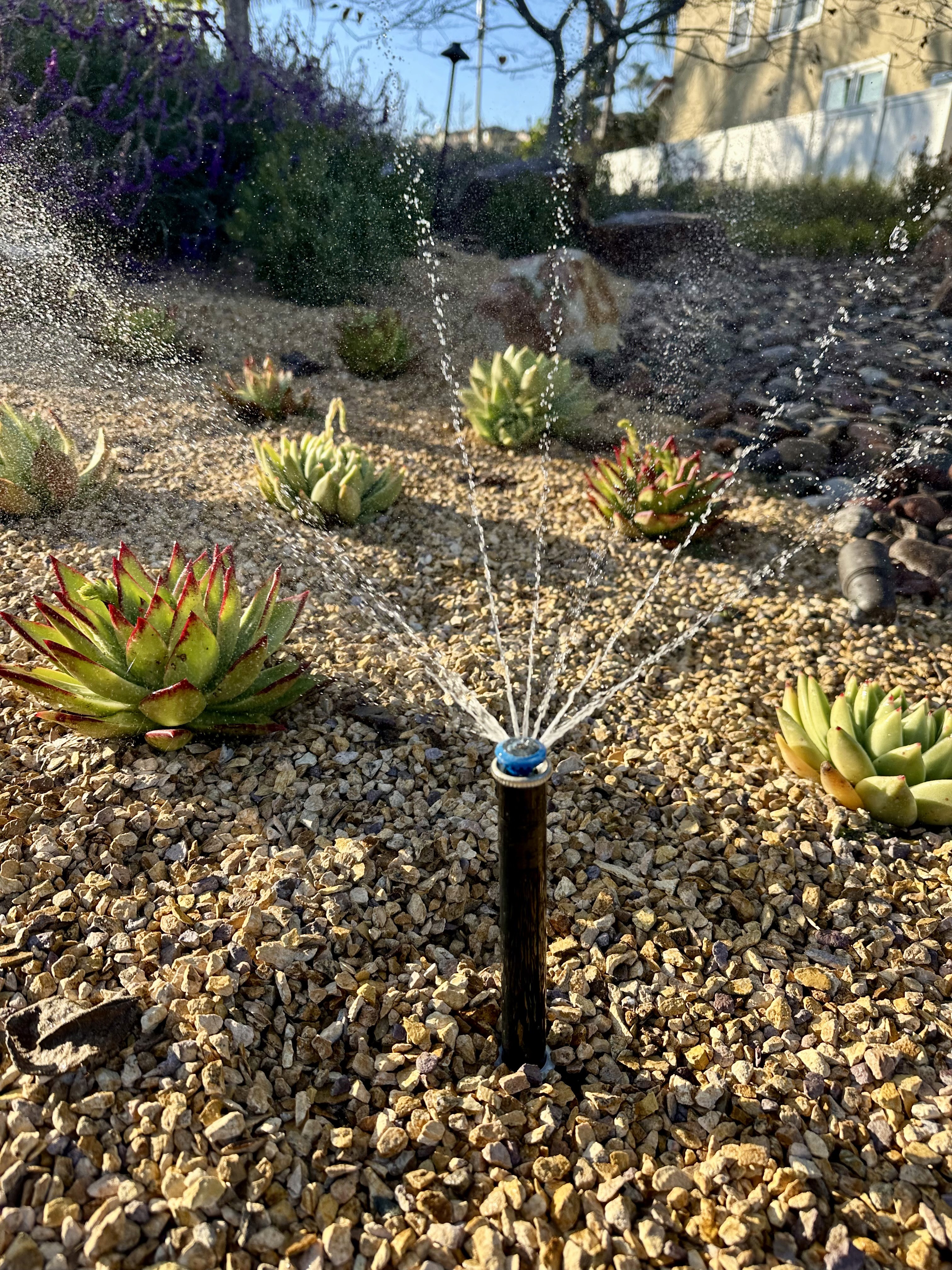 An MP Rotator sprinkler head in operation, displaying its unique multi-stream spray pattern to efficiently water a drought-tolerant residential landscape.