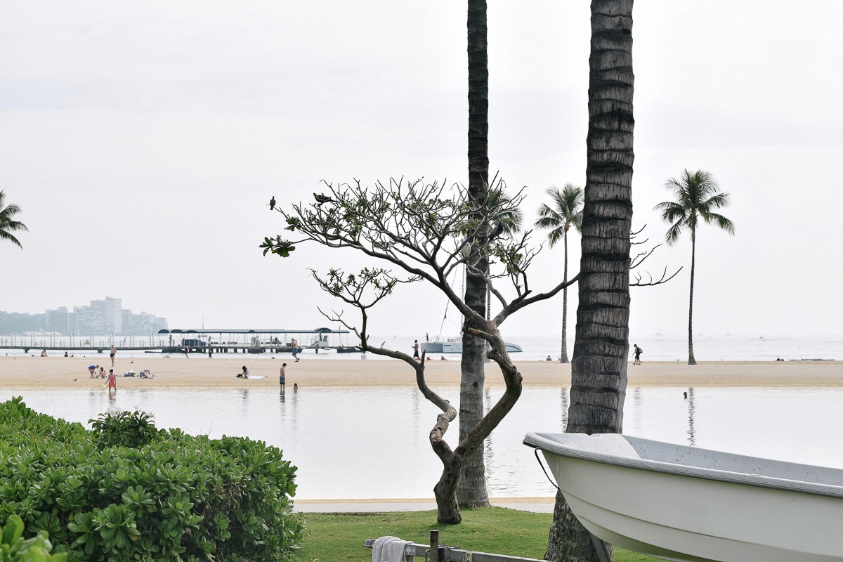 hawaiian beach with trees