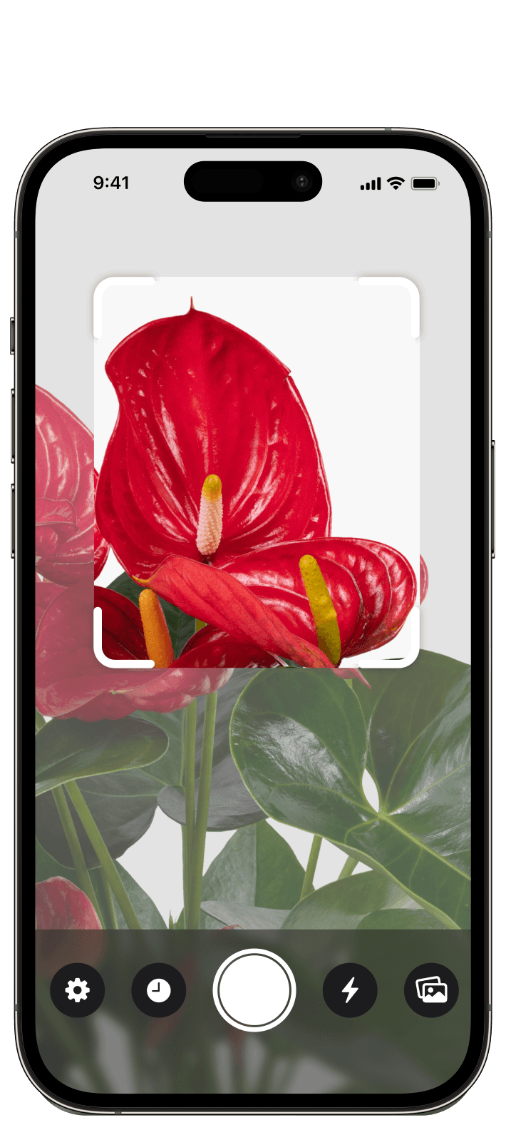 Instant plant identification