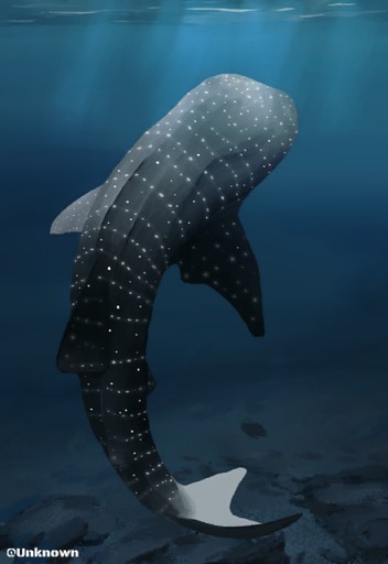 A spotted whale shark rising through dark blue water, shark drawing by unknown520