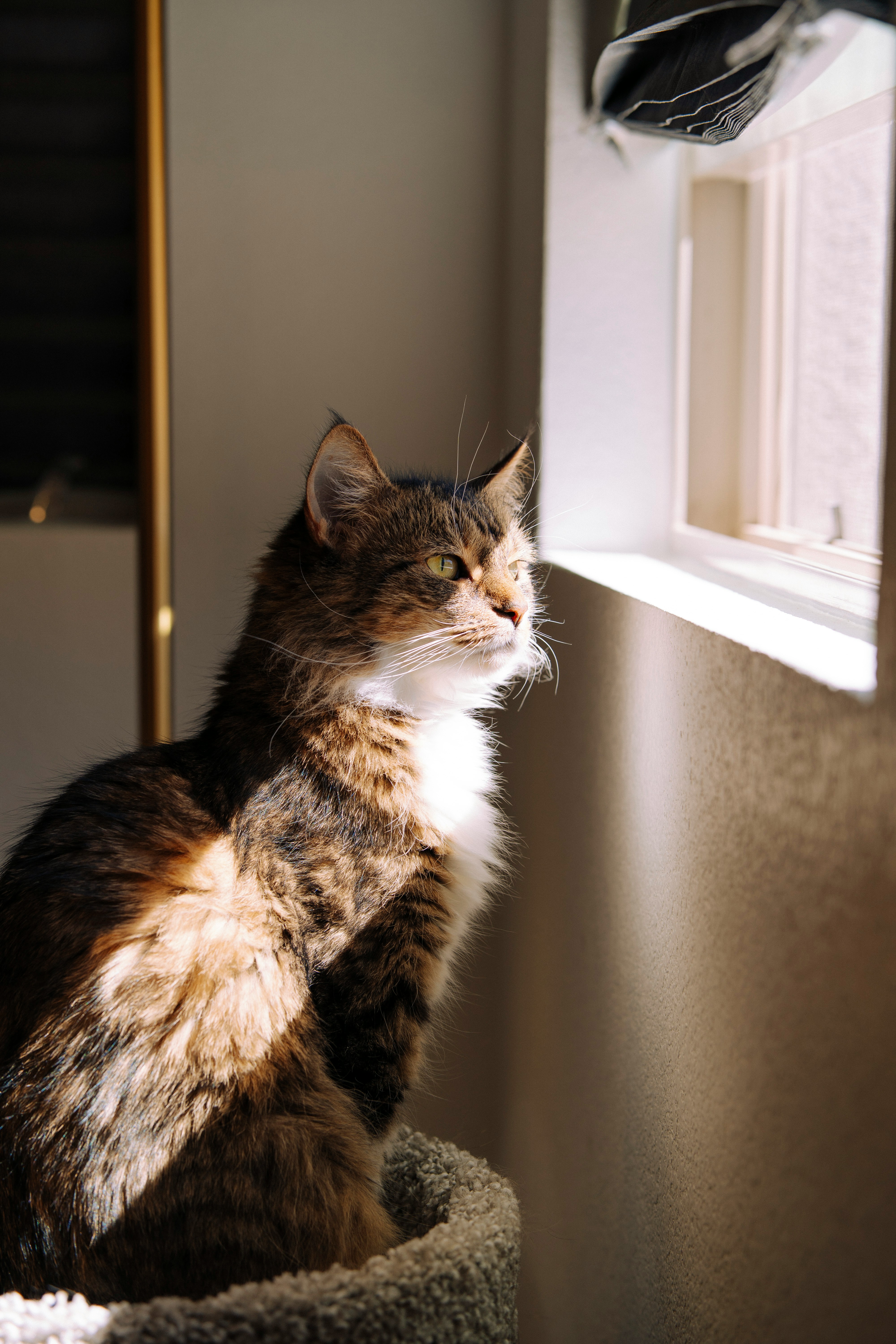 A fluffy cat sits near a sunlit window