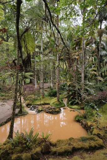 A small pond surrounded by trees in a forest