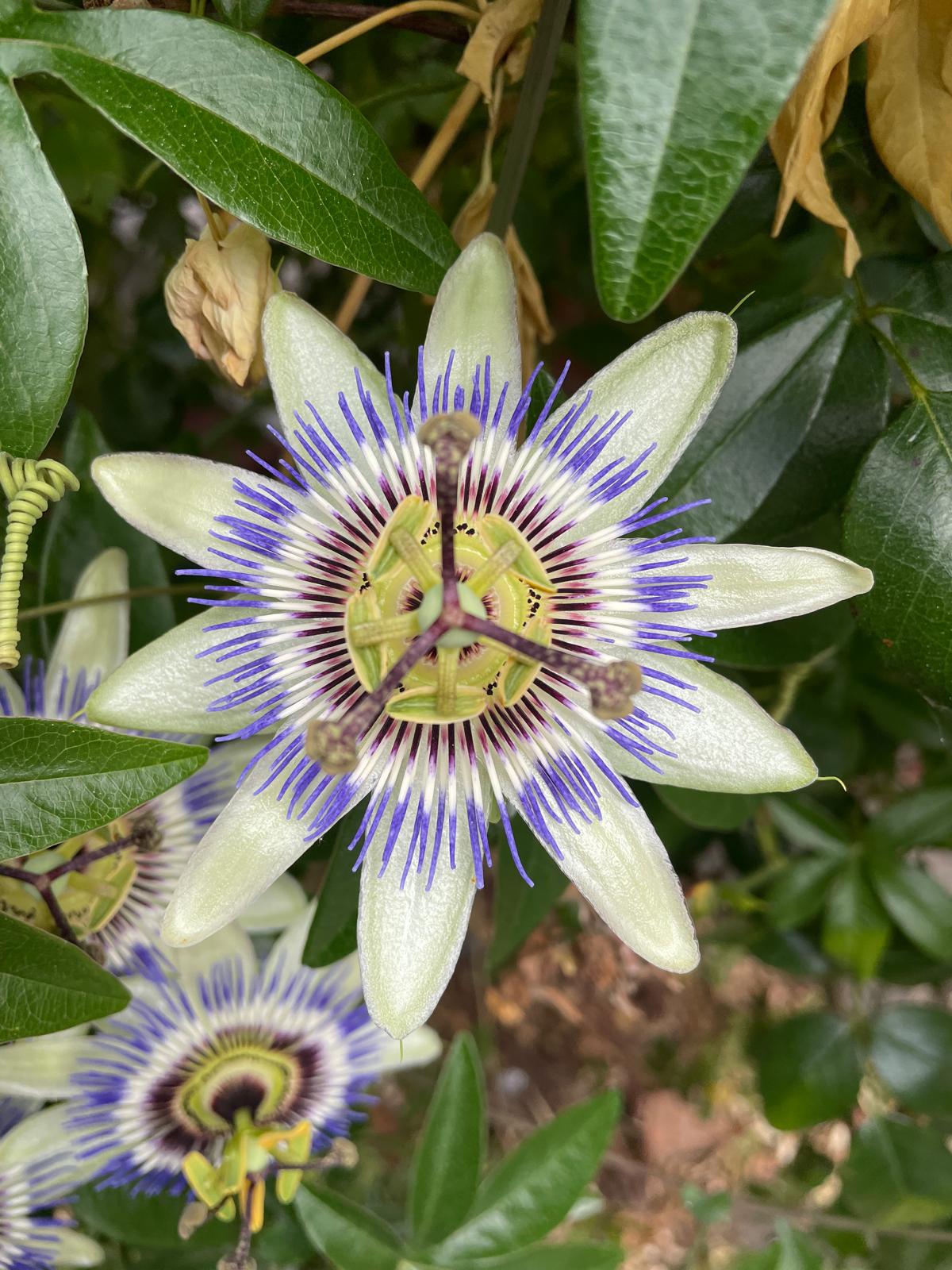 Tatiana Ostara Somatic Therapy