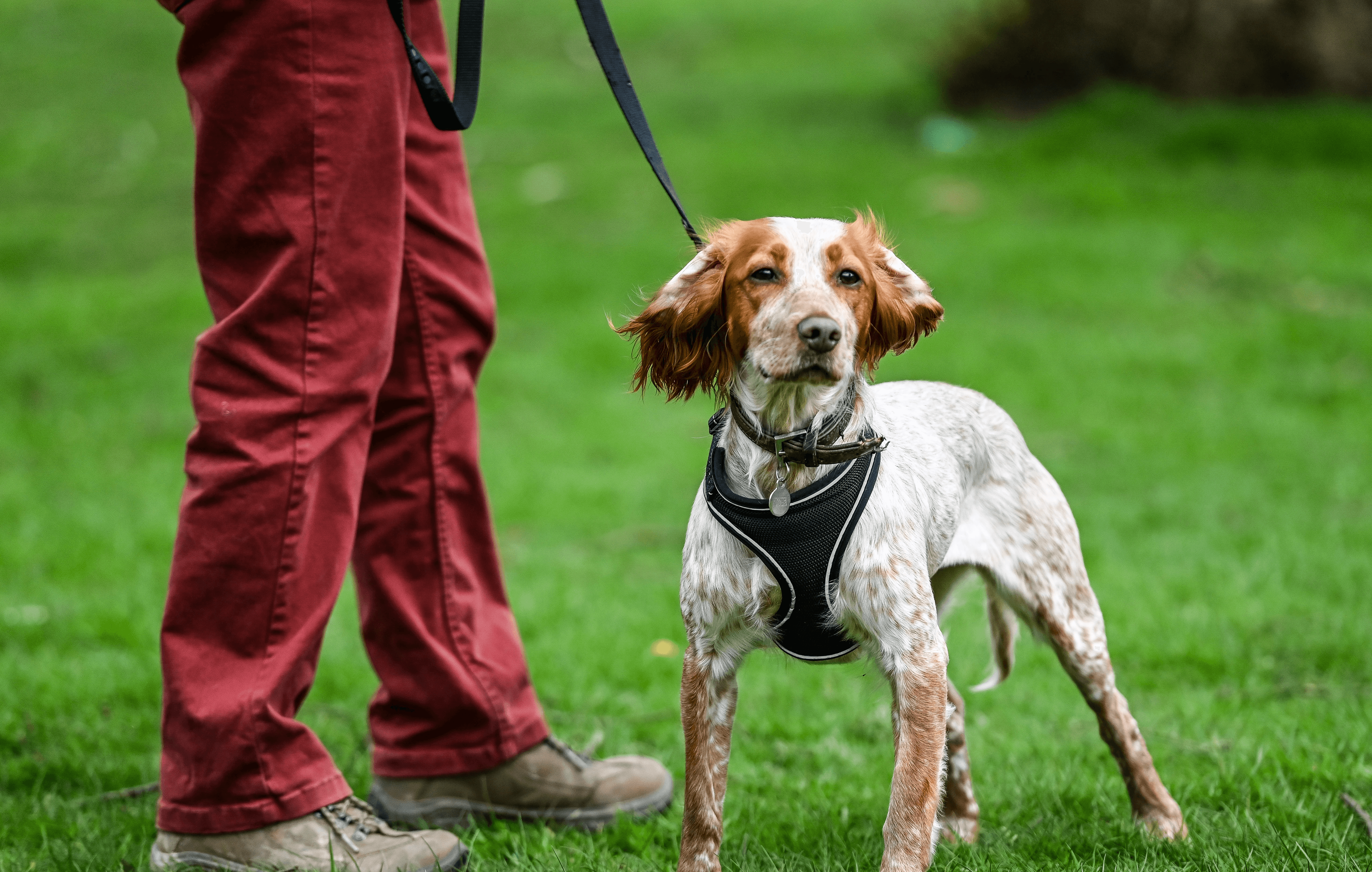 Album Photo Real Mehedi Free Framer Template Photography