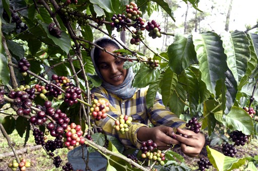 woman harvesting coffee plant
